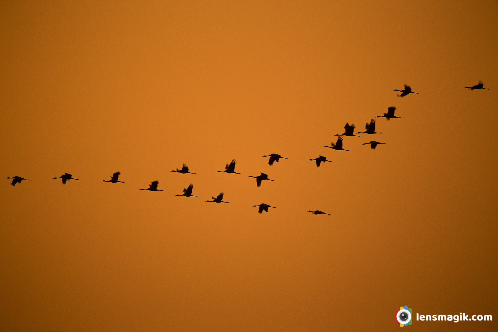 Birds In Flight Images Gujarat