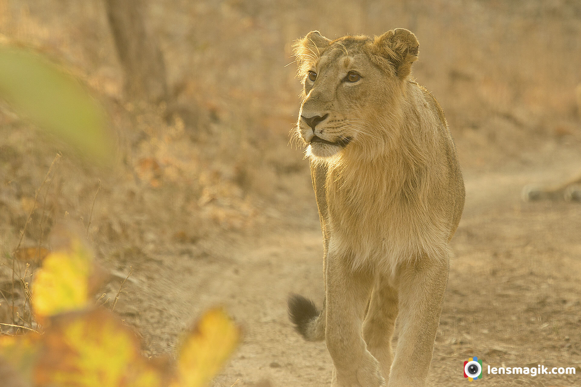 The Only Land Of Asiatic Lions In India _ Sasan Gir