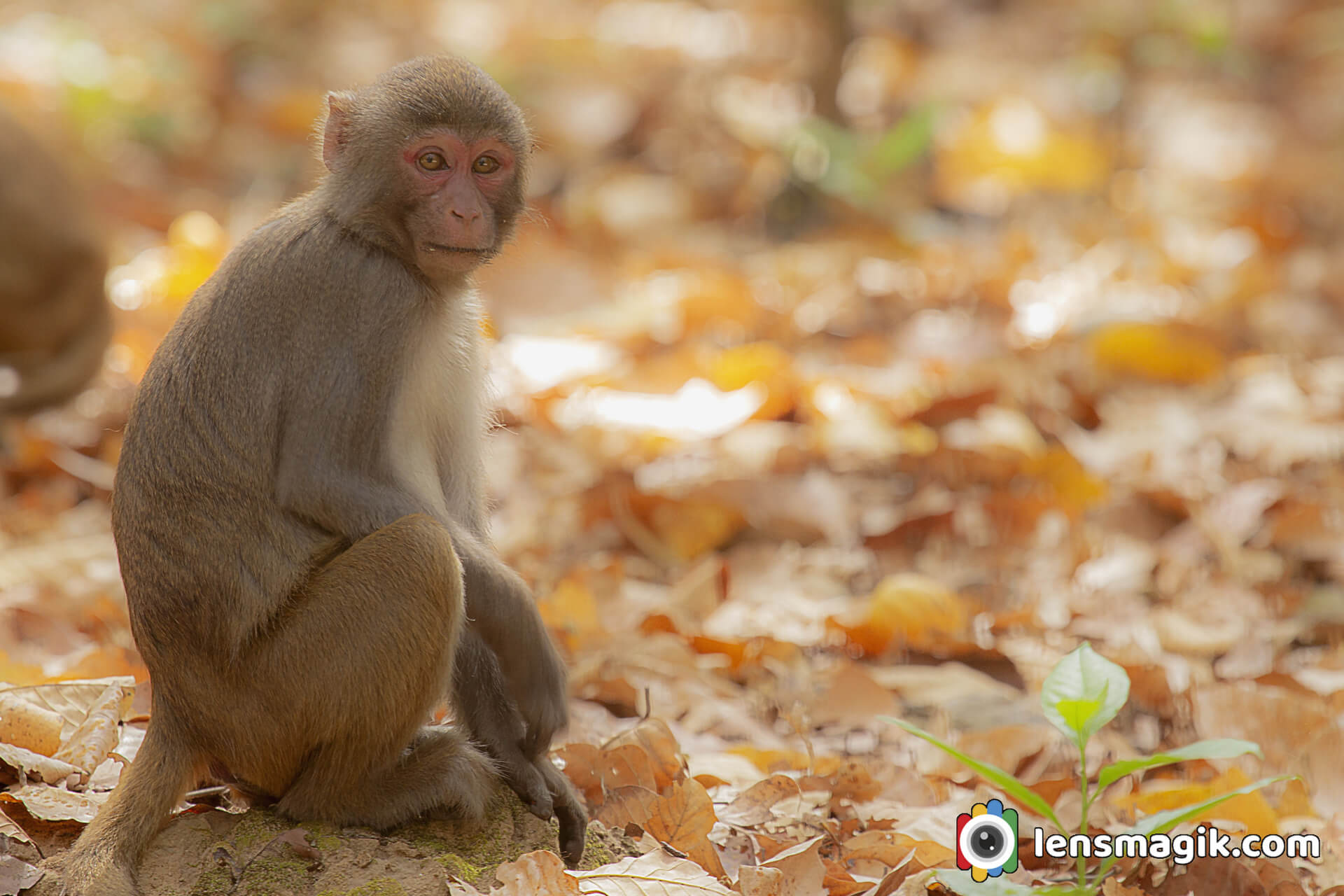 Intelligent Monkey Rhesus Macaque