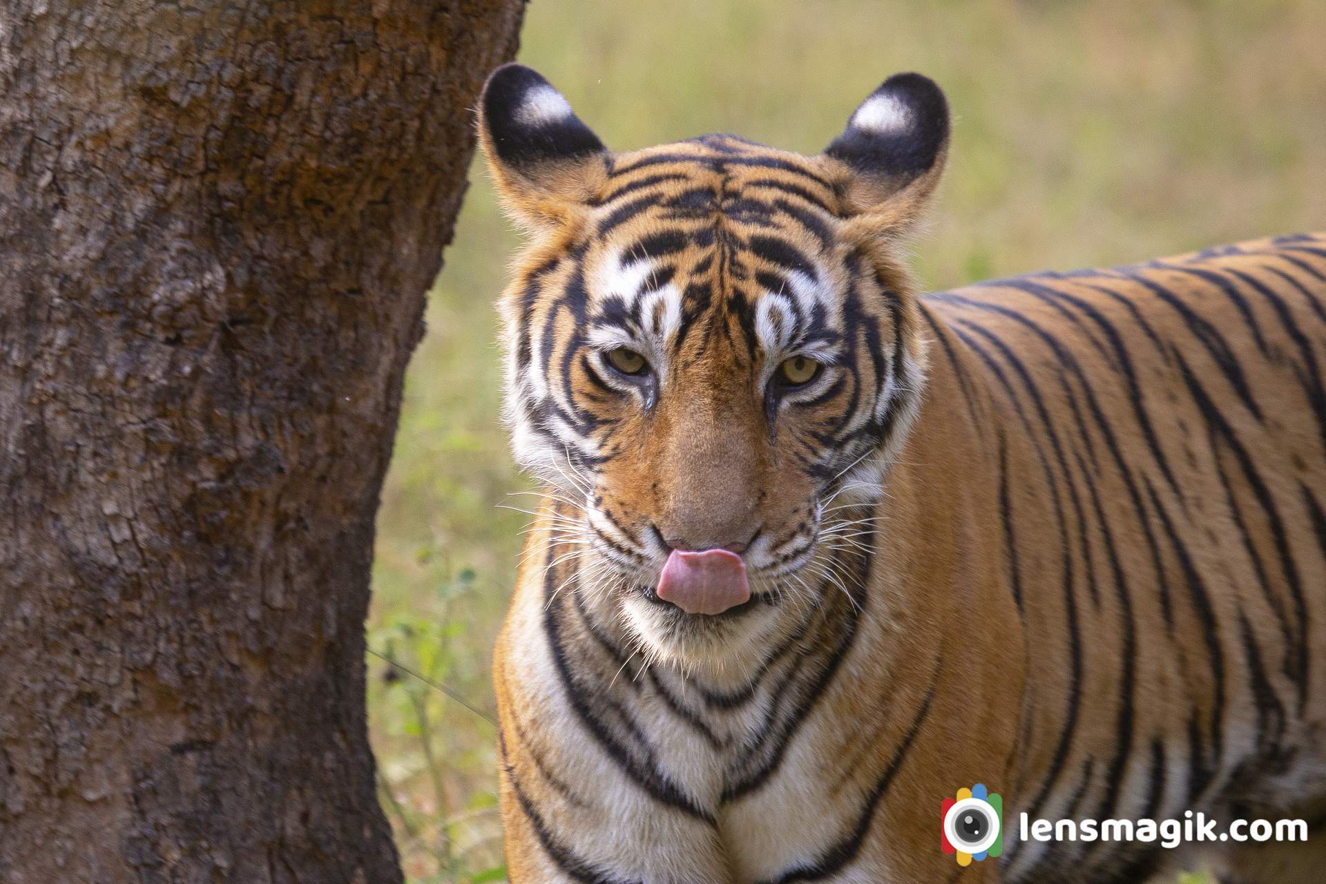 Tigress Of Ranthambore National Park