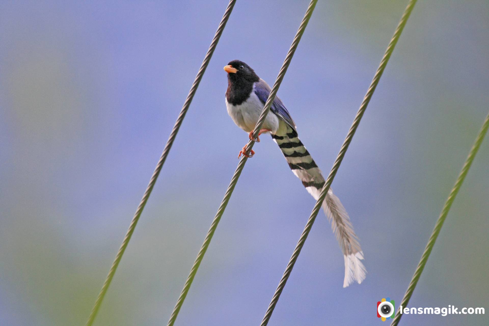 Yellow Billed Blue Magpie Long Tail Bird