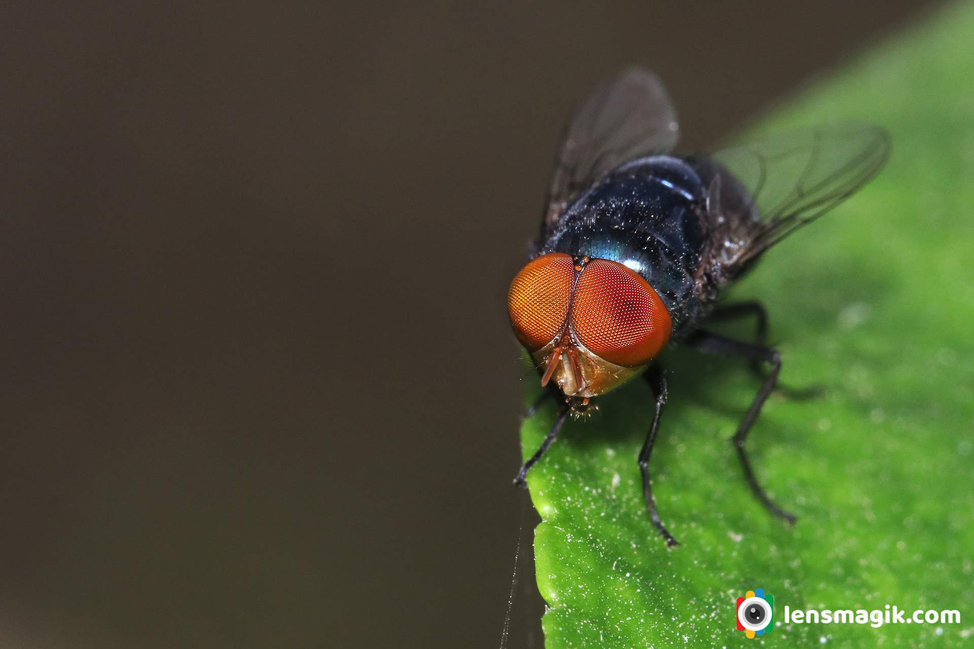 Housefly Insect _ Most Common Fly 