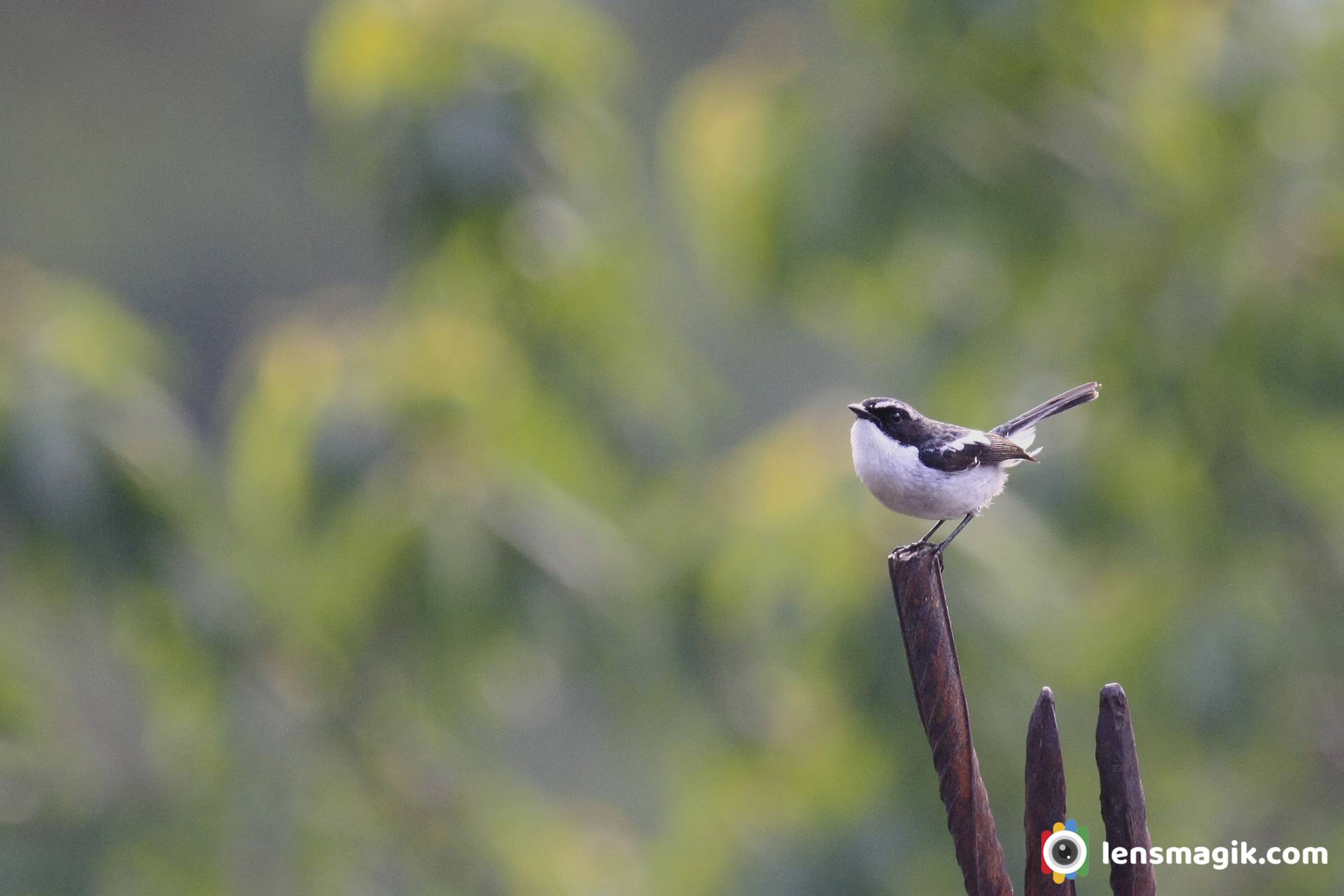 Little Pied Flycatcher _ Himalayan Bird