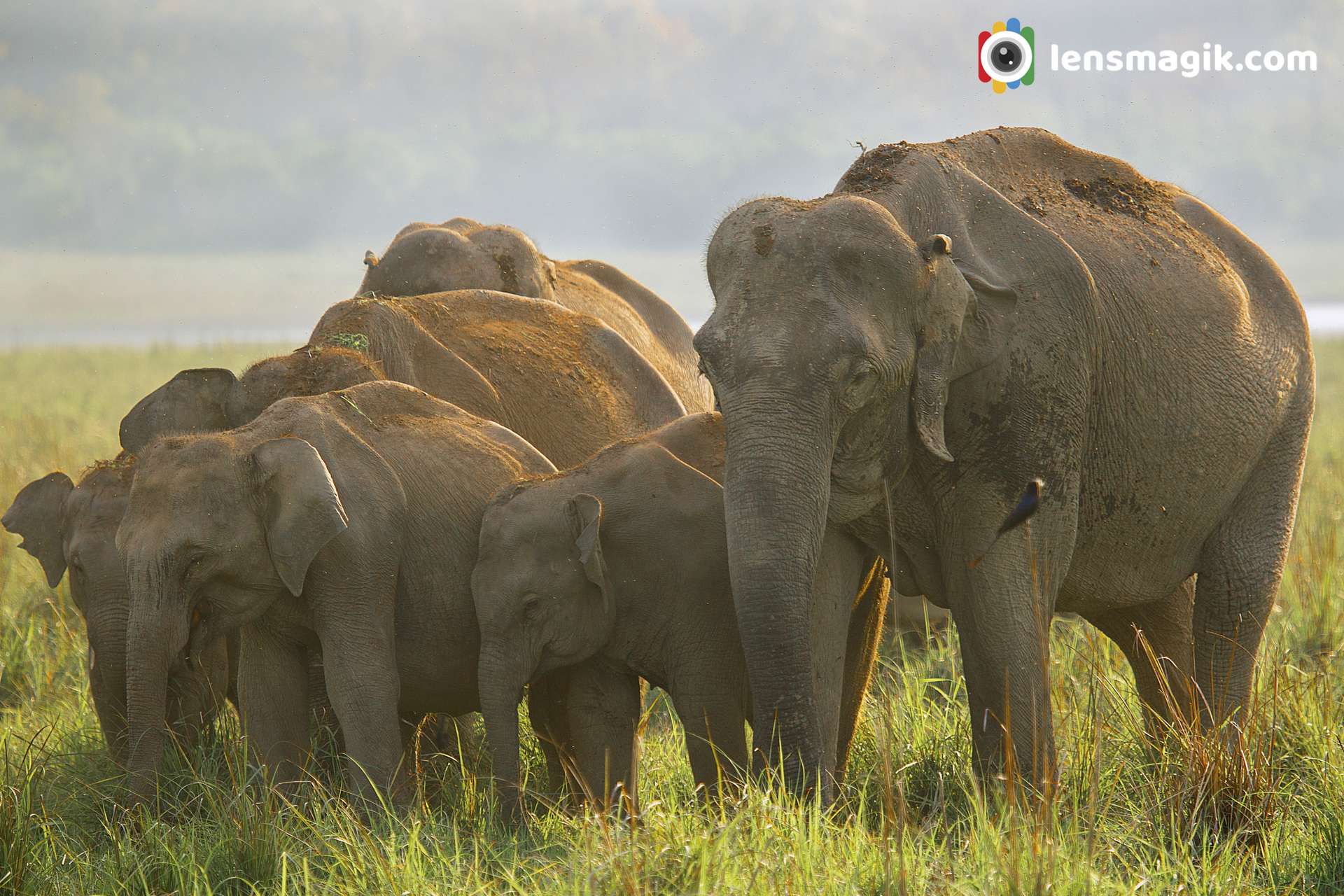 Asian Elephants At Dhikala | Largest Land Mammal