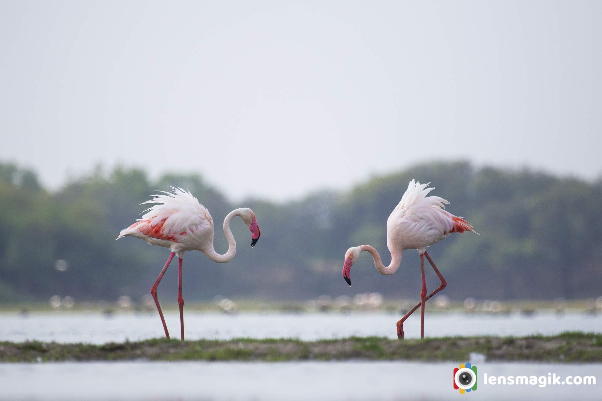 Greater Flamingo In Gujarat