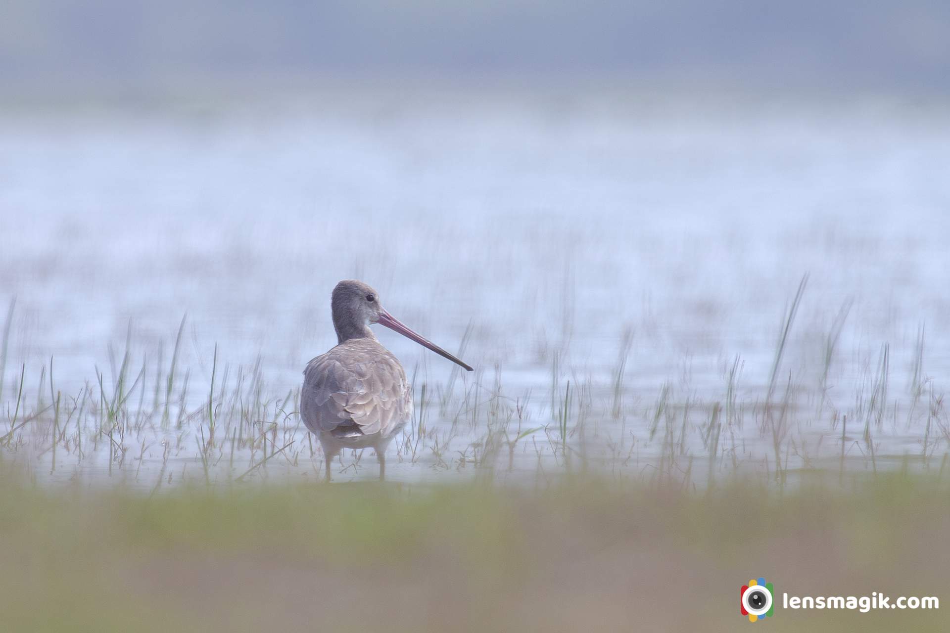 Black Tailed Godwit Wader With Long Bill