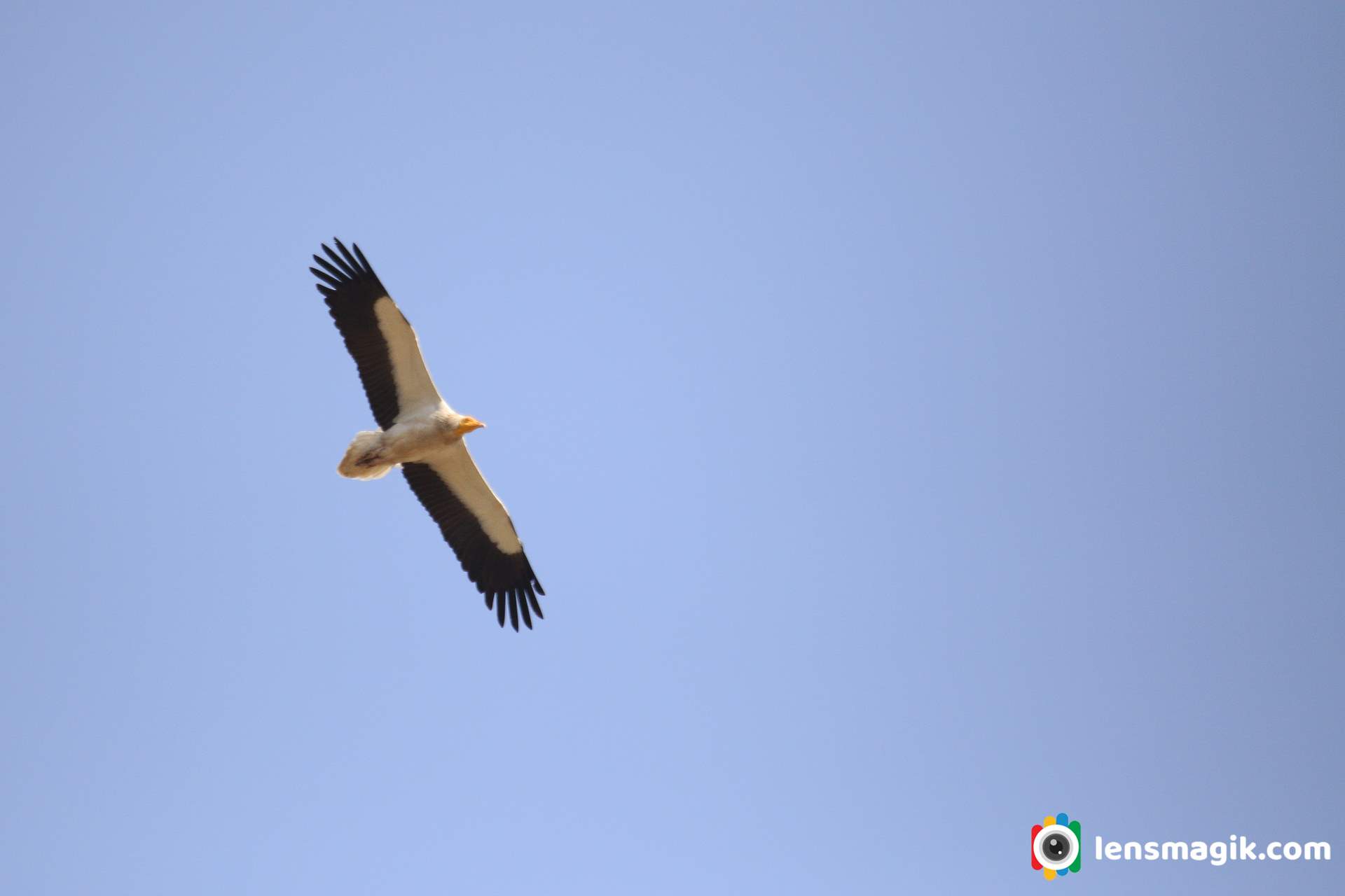 Egyptian Vulture In Gujarat