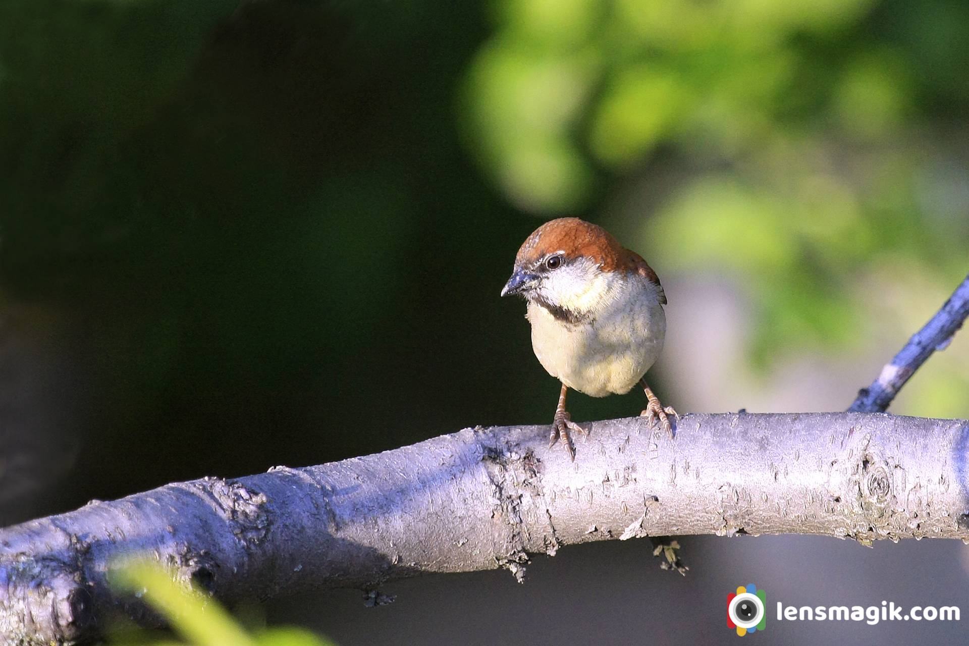 Russet Sparrow _ Himalayan Bird