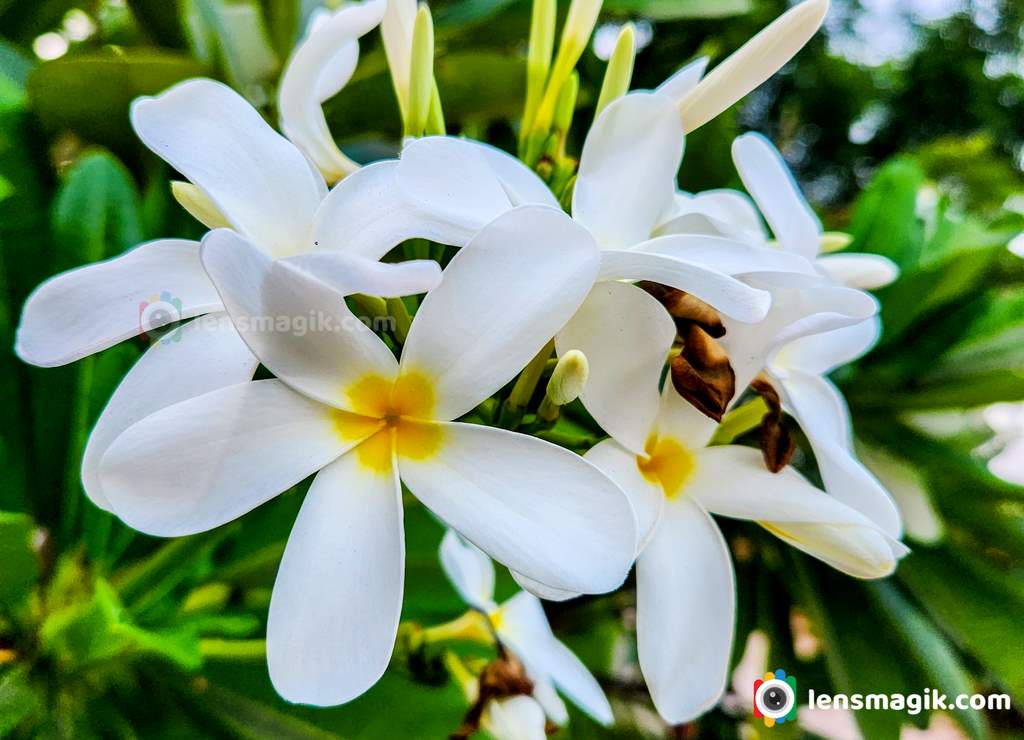 White Champa Flower _ Plumeria | Frangipani 