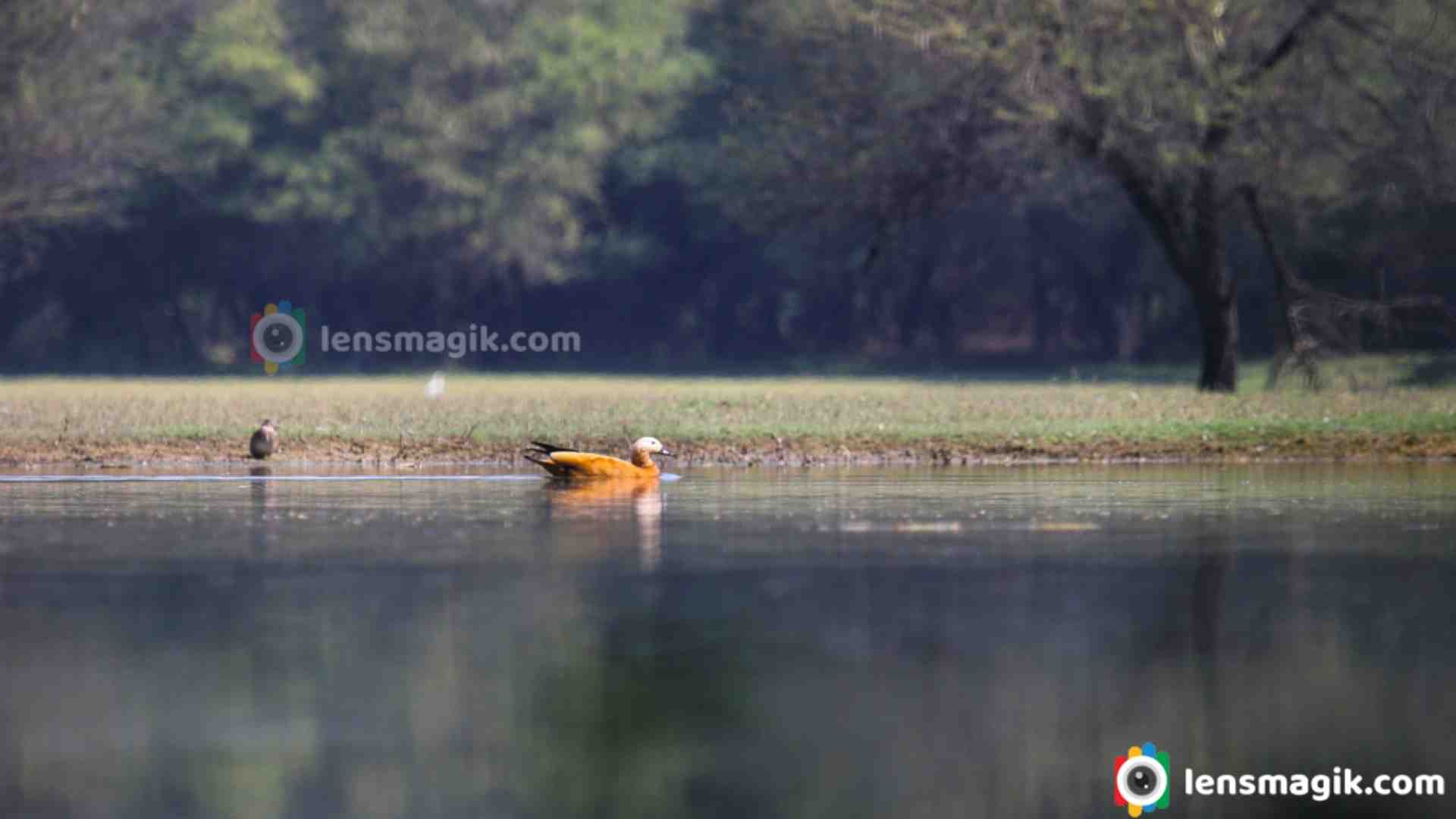 Ruddy Shelduck | Brahminy Duck | Birds of Gujarat