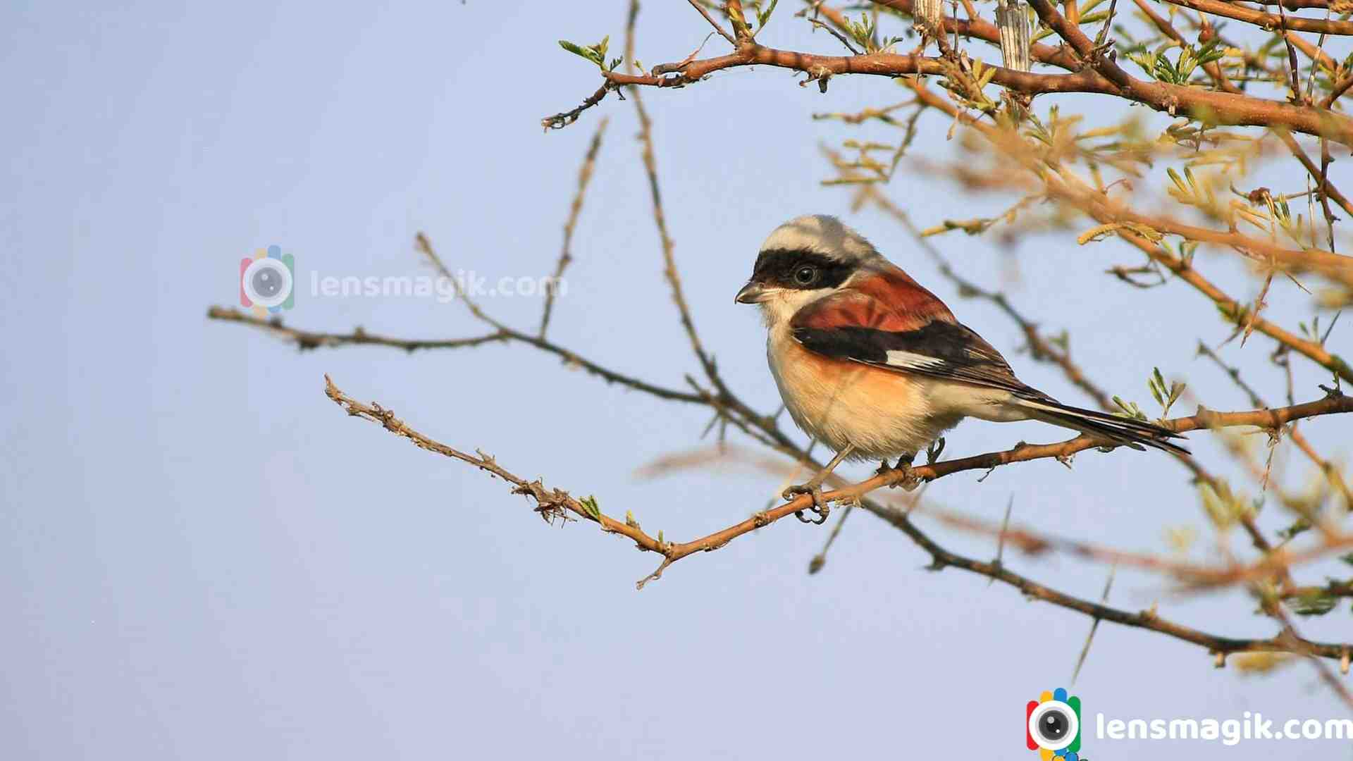 Bay-Backed Shrike | Birds Of Gujarat