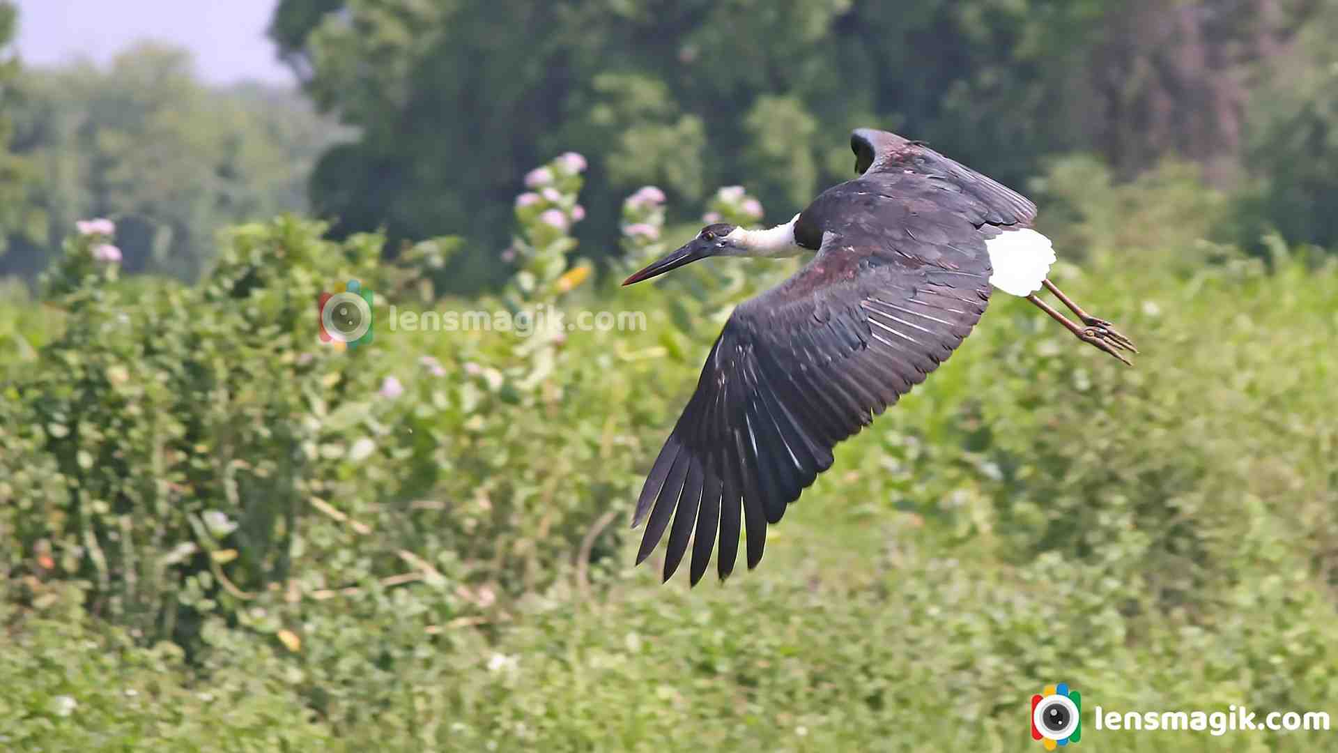 Asian Woolly-necked Stork_ Large Wading Bird