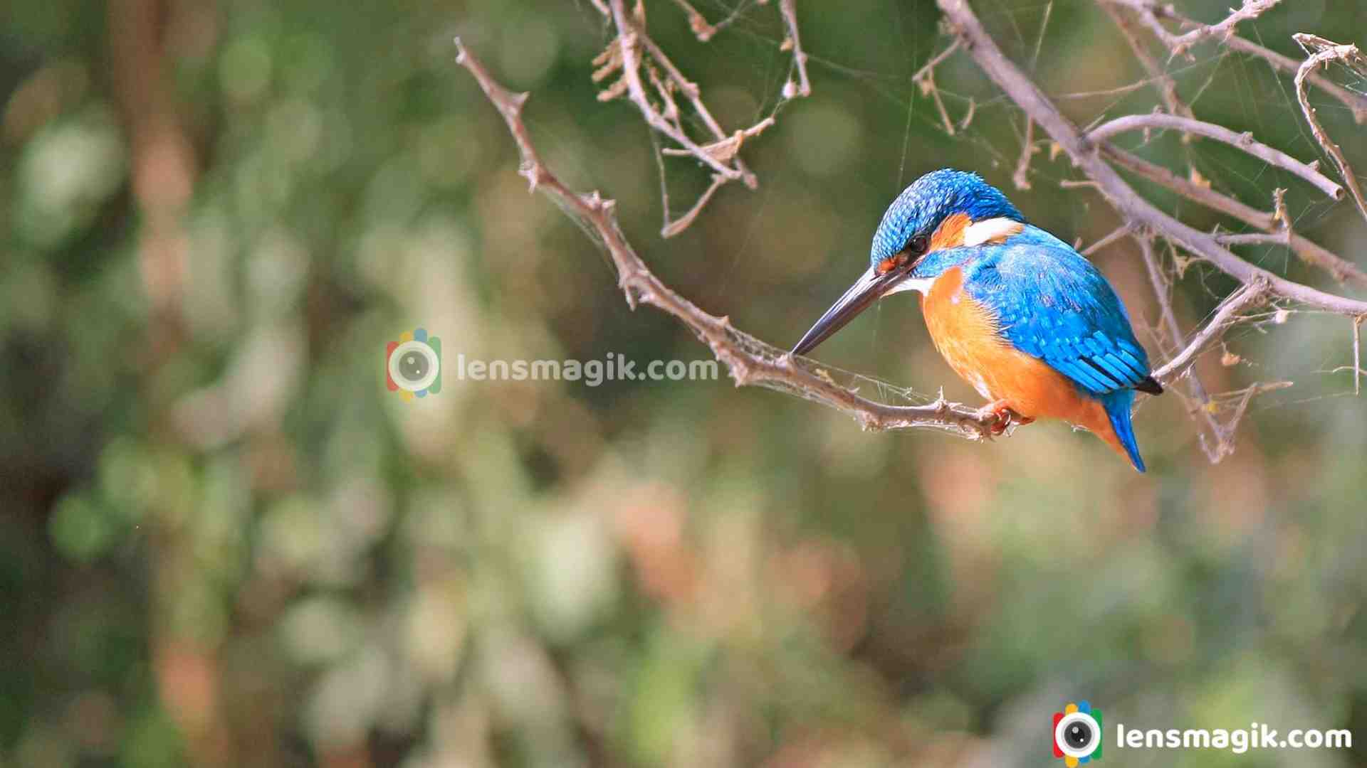 Common Kingfisher _ Small Blue Kingfisher 