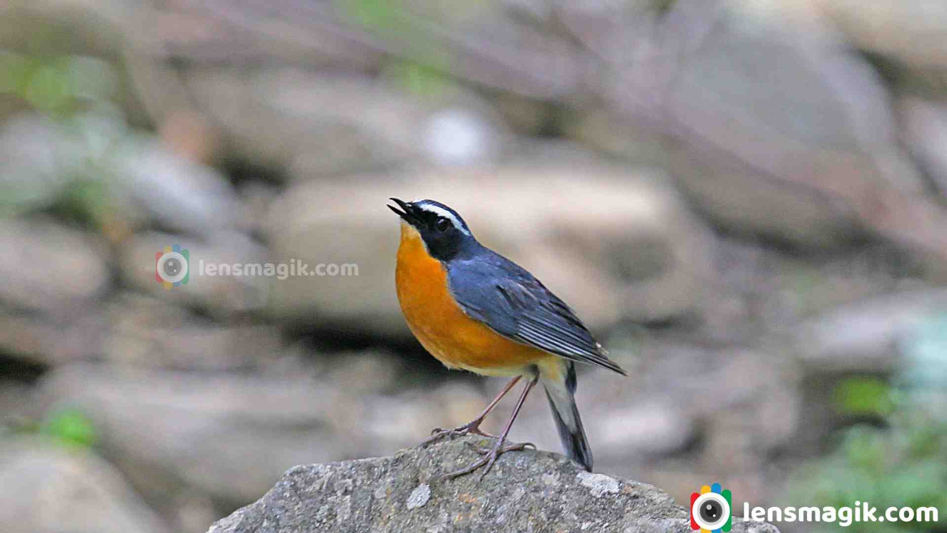 The Sapphire Songbird: Encountering the Indian Blue Robin