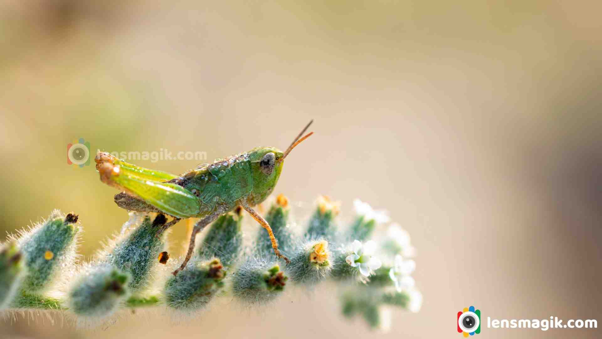 The Leaping Legends : The Amazing Grasshopper