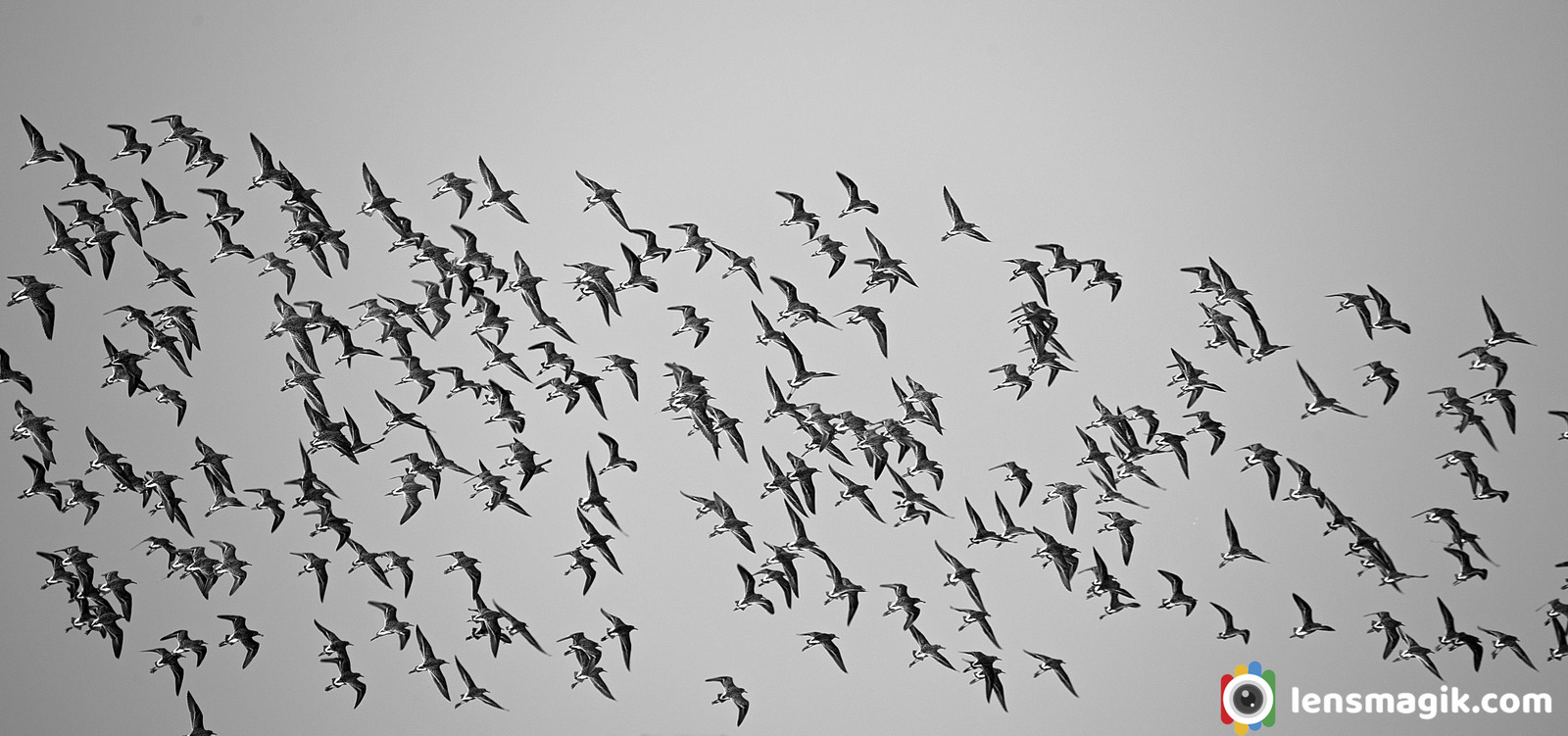 Flock of Birds Black and White