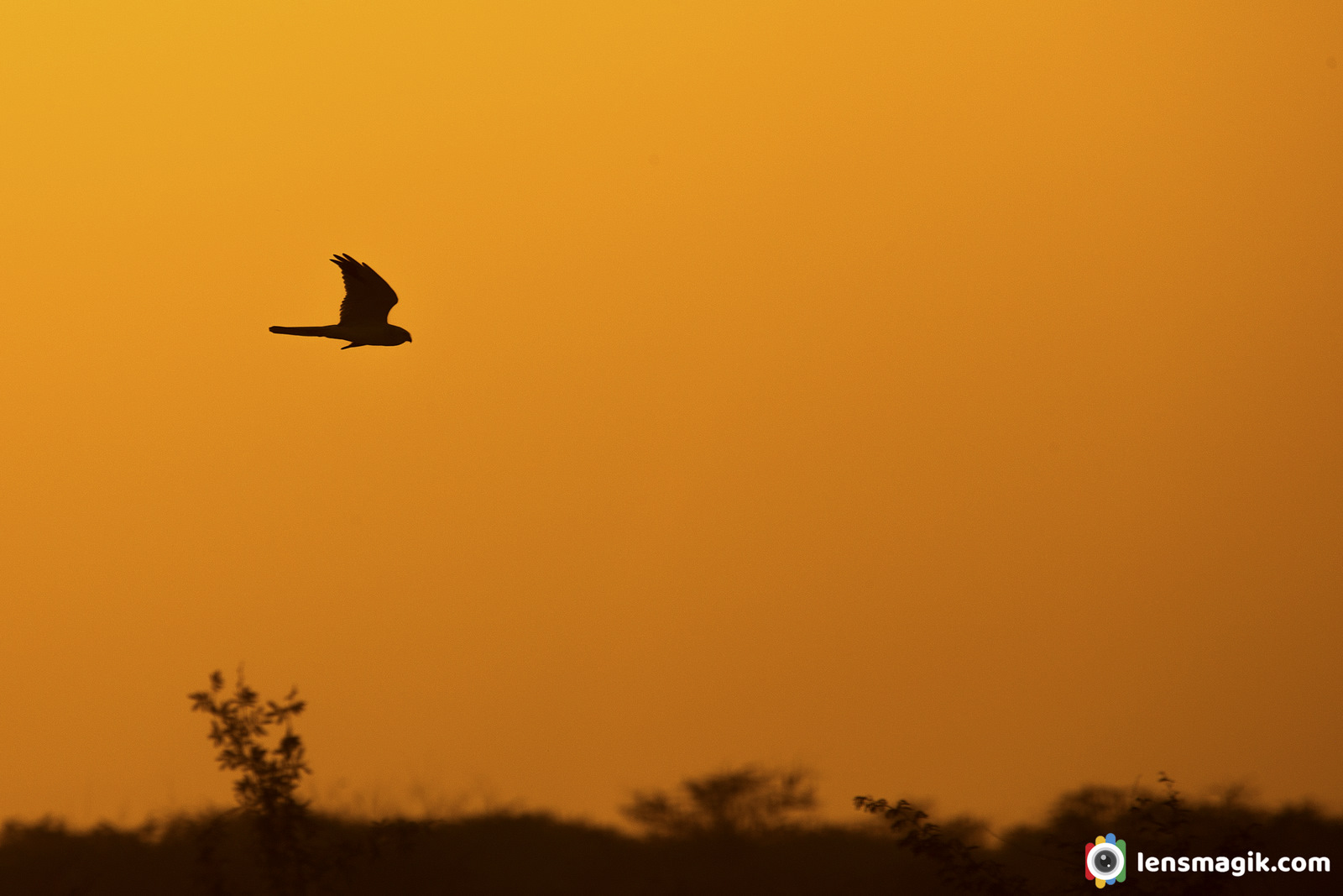 Bird in Flight LRK