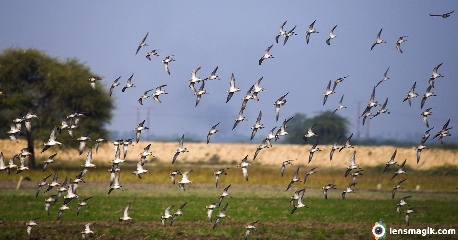 Flock of birds