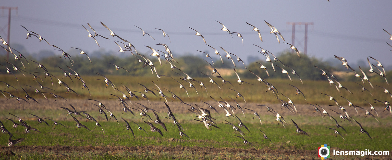 Little rann of Kutch Birds group