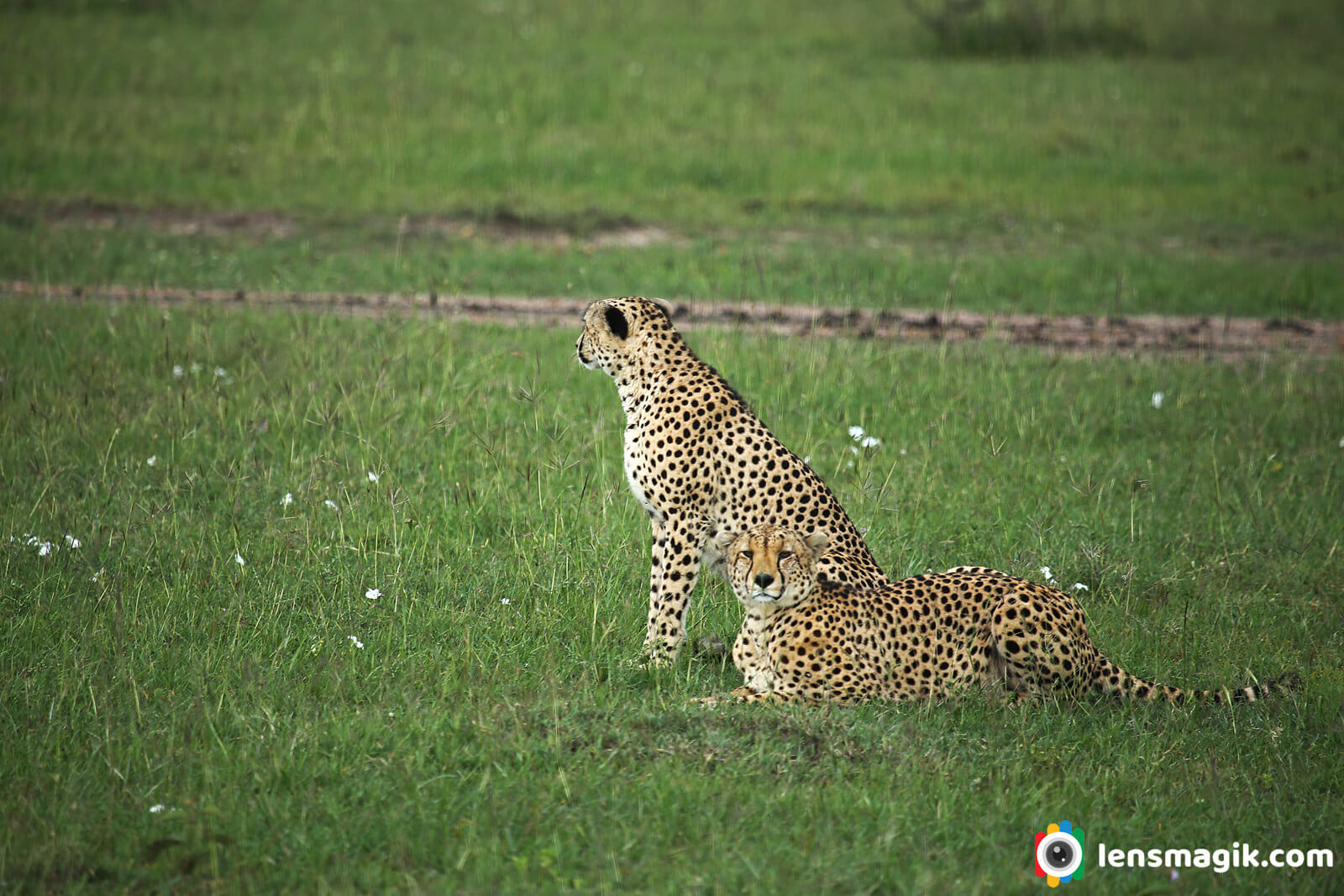 Cheetah Africa 