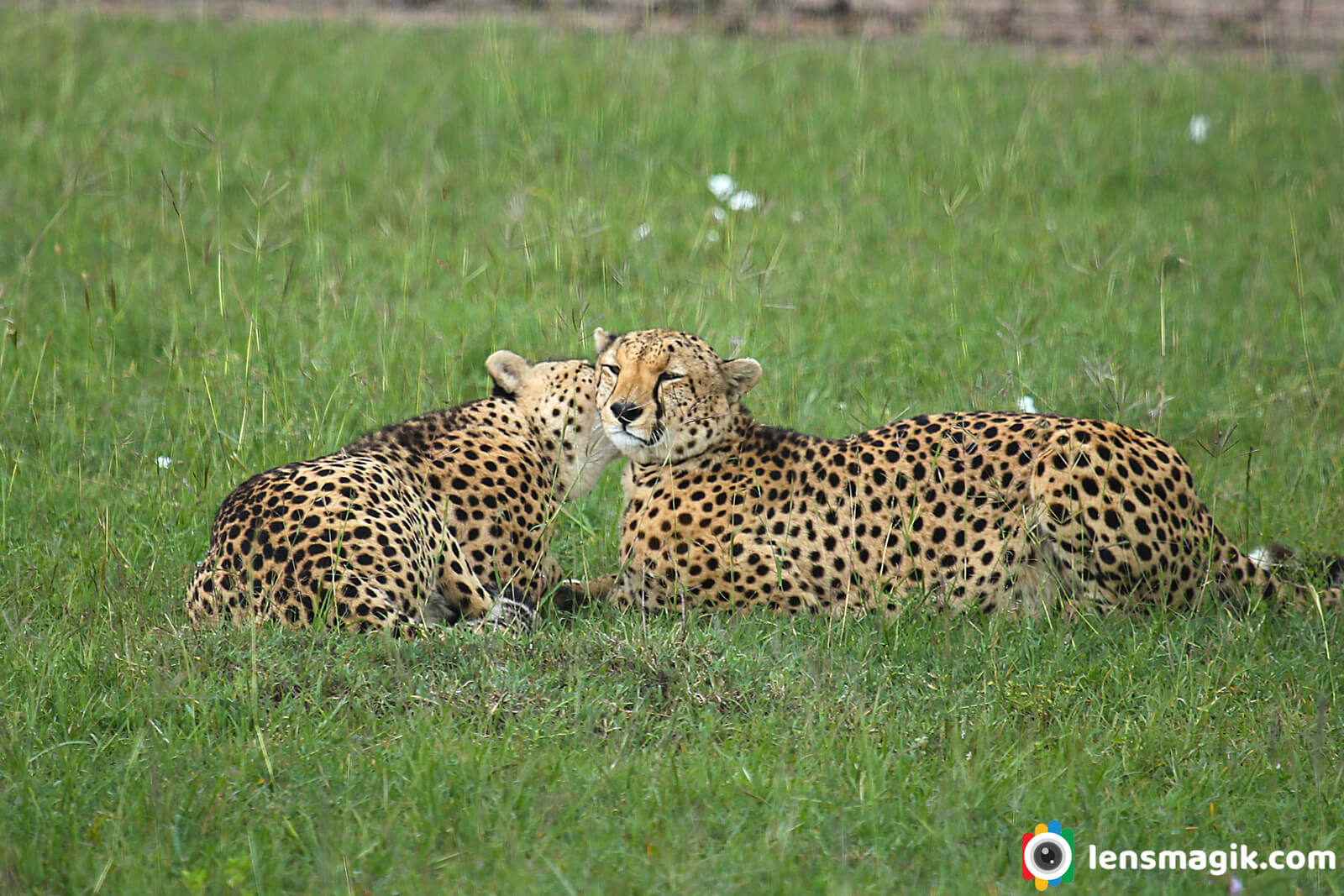 Pantherian Cat Family Cheetah