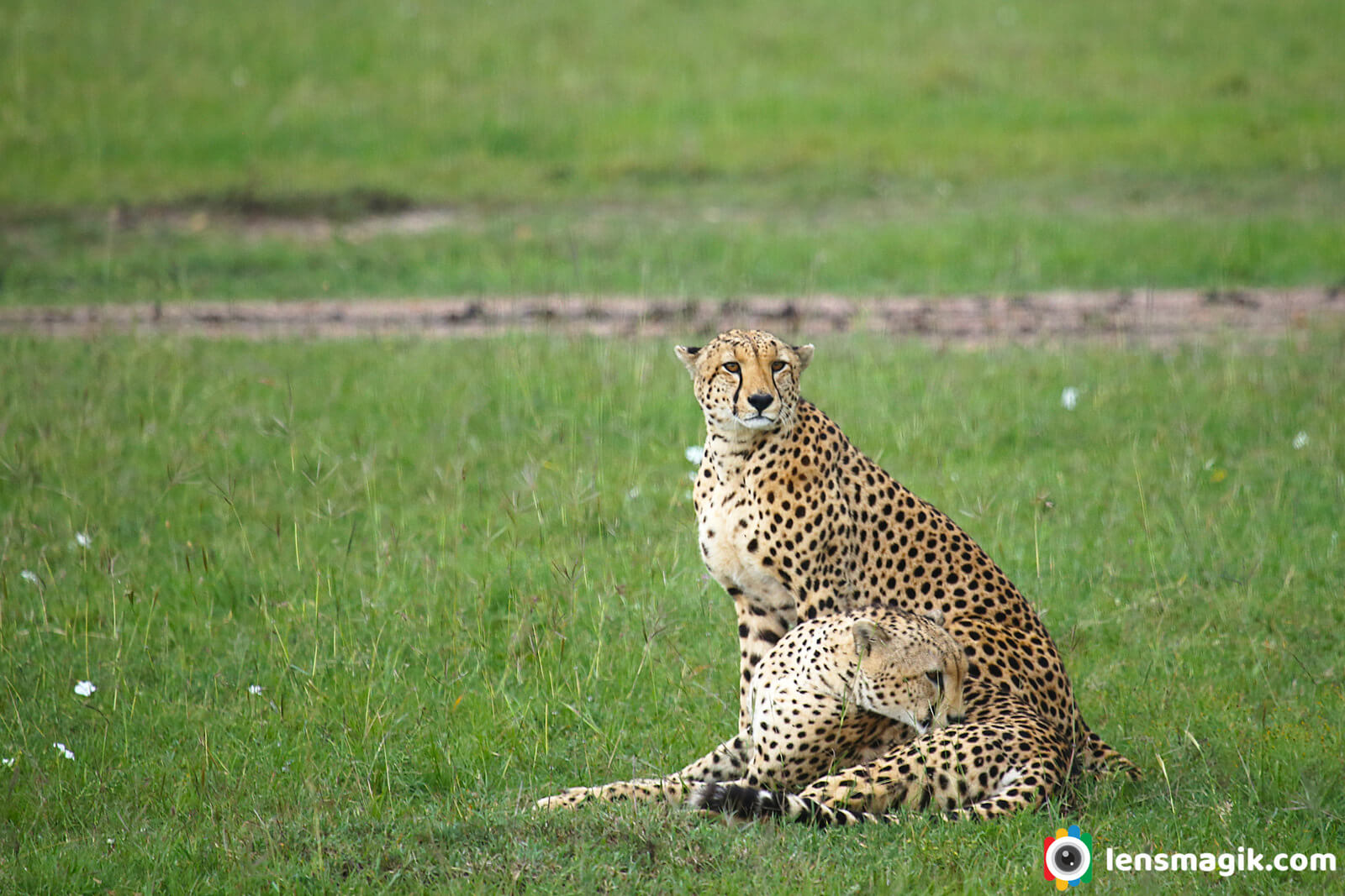 Cheetah Masai Mara