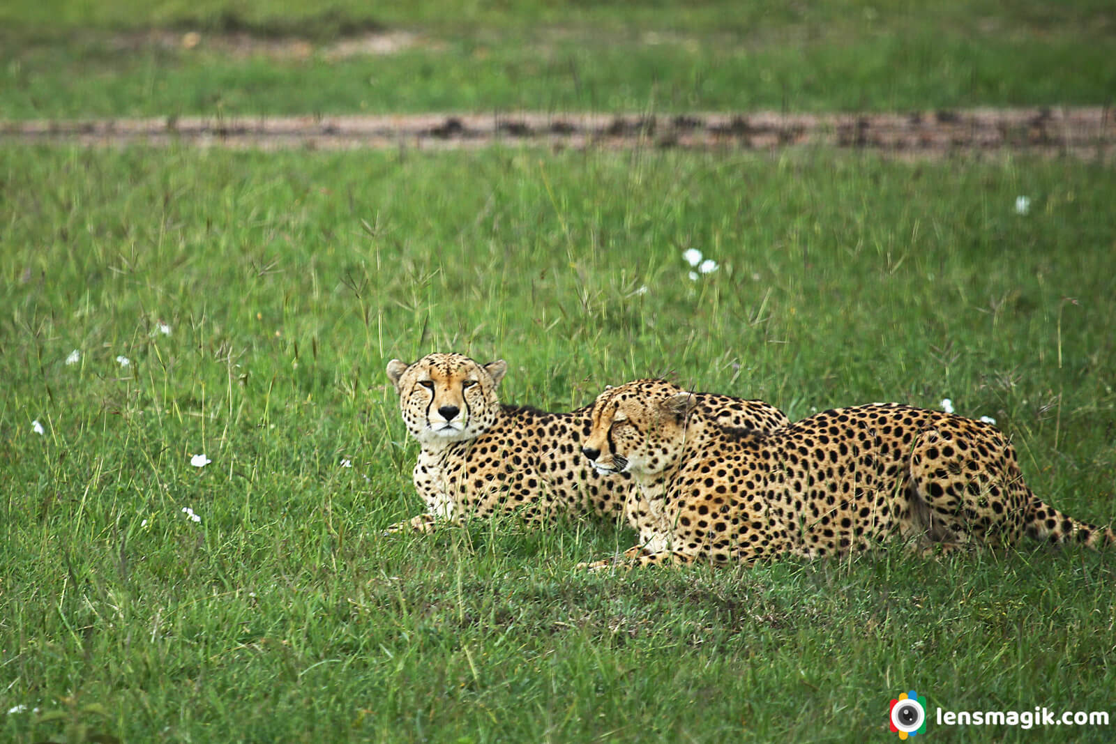 Big Cat Cheetah