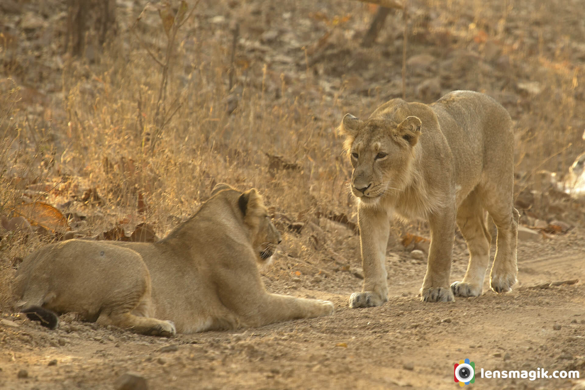 00002_Asiatic Lion Gir