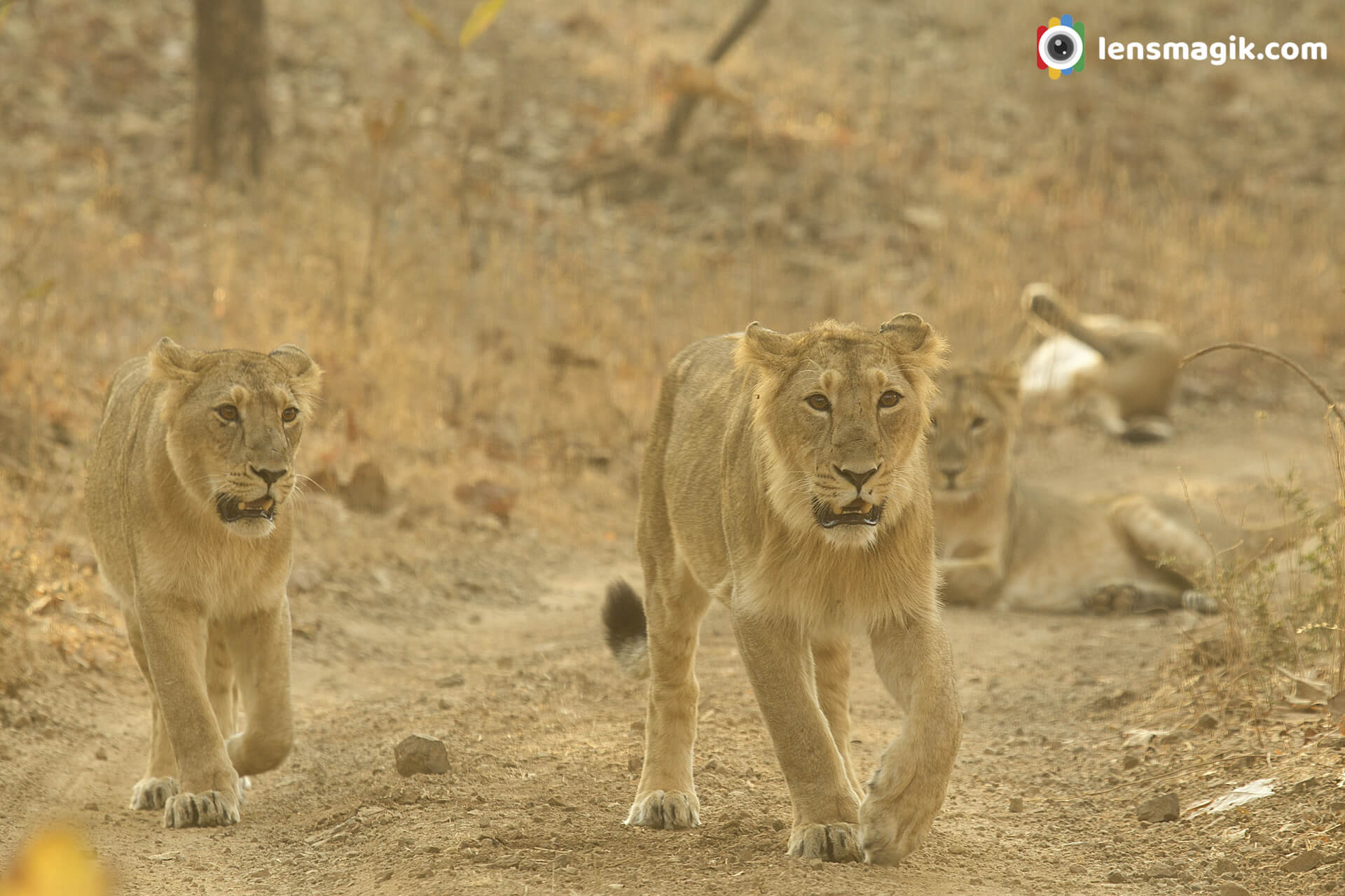 Lion at Gir Forest