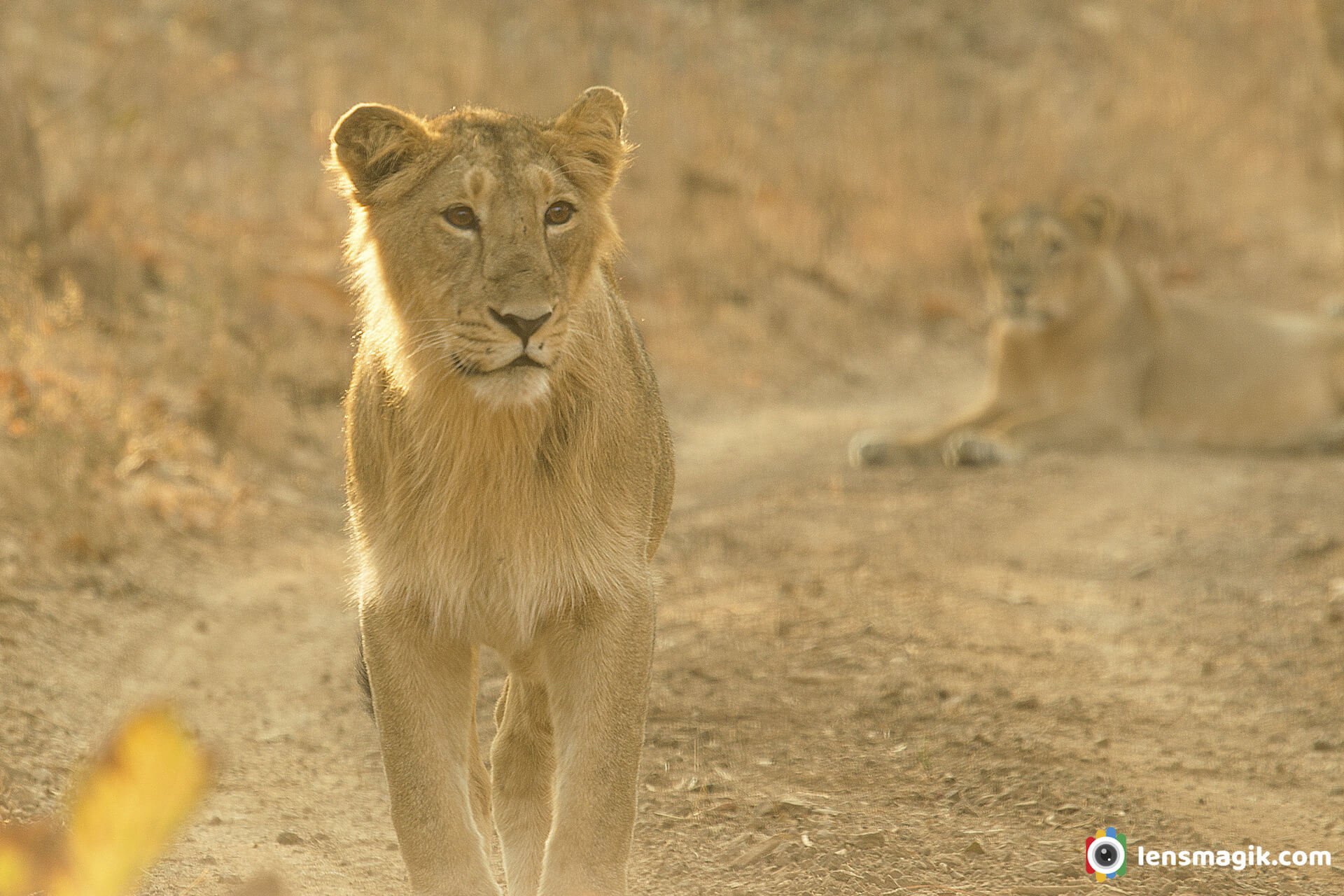 Asiatic Lion Gir National Park