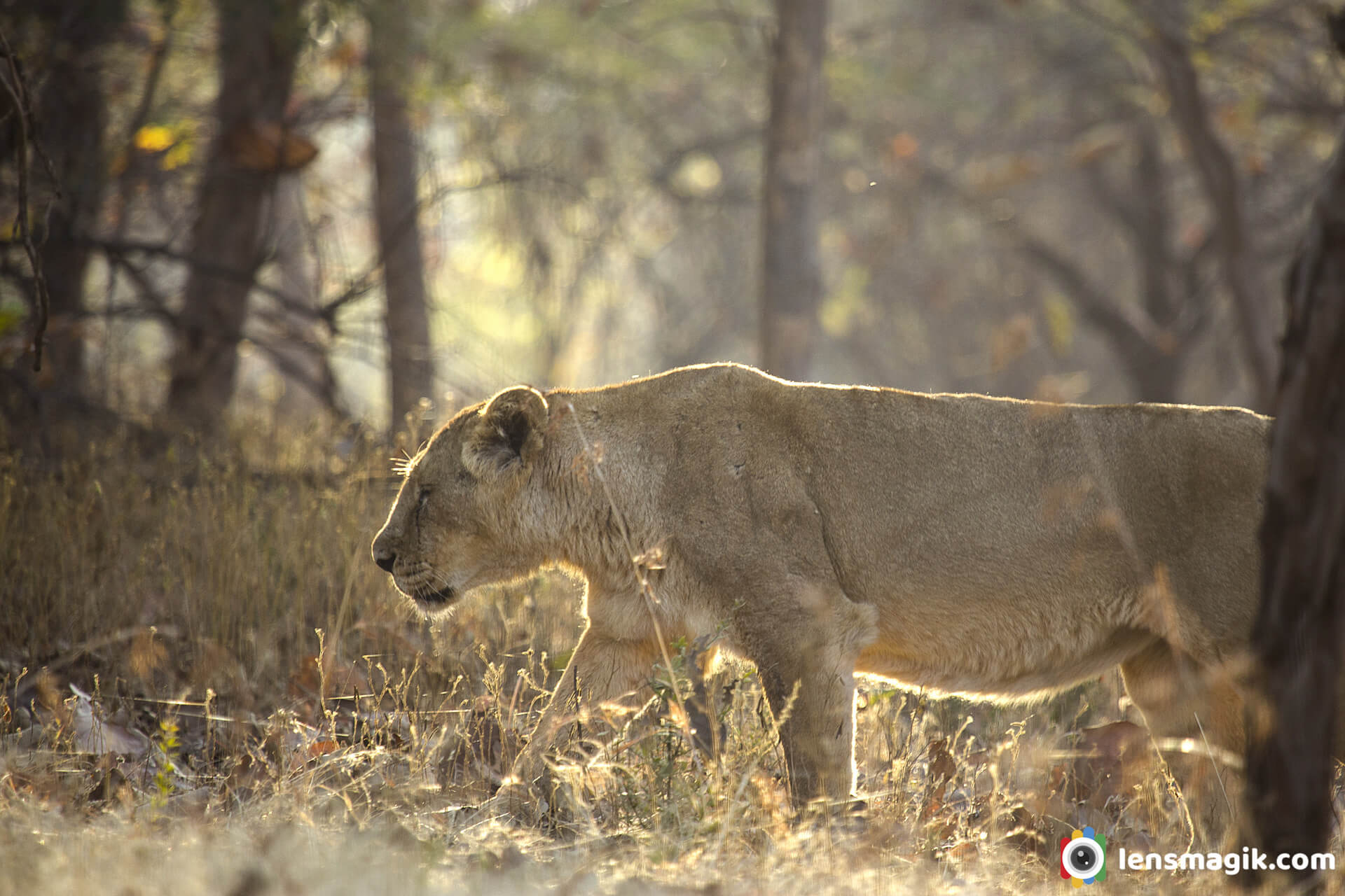 Asiatic Lion sasan gir