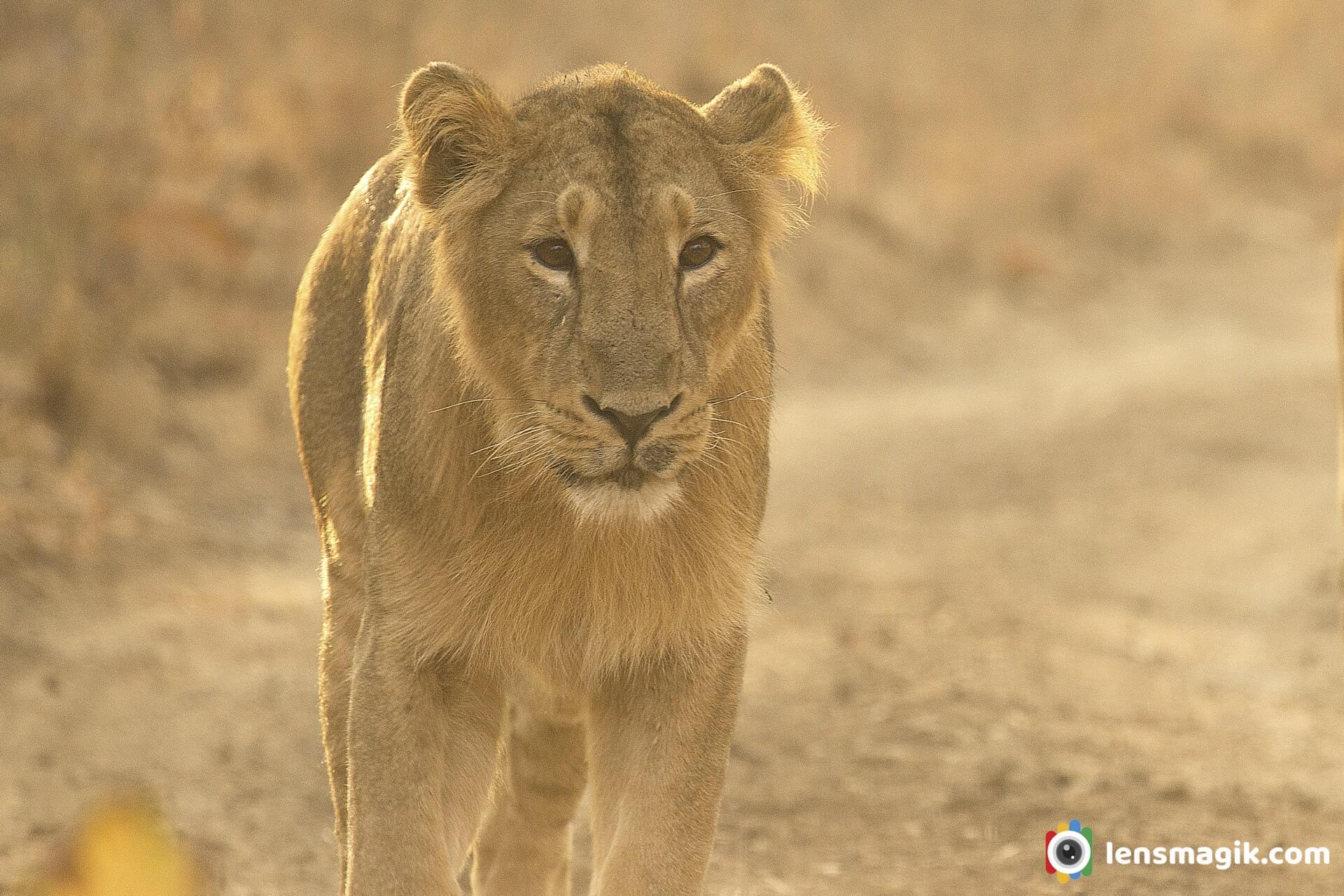 Lions of Gir National Park