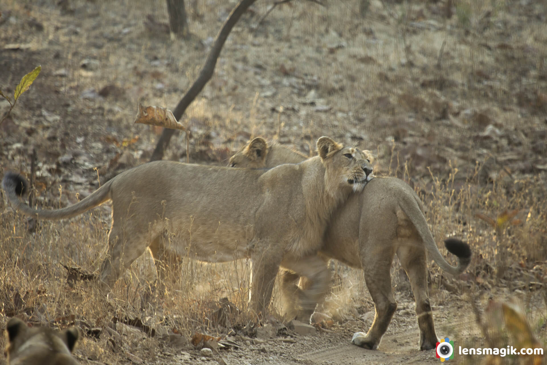 Gir National Park