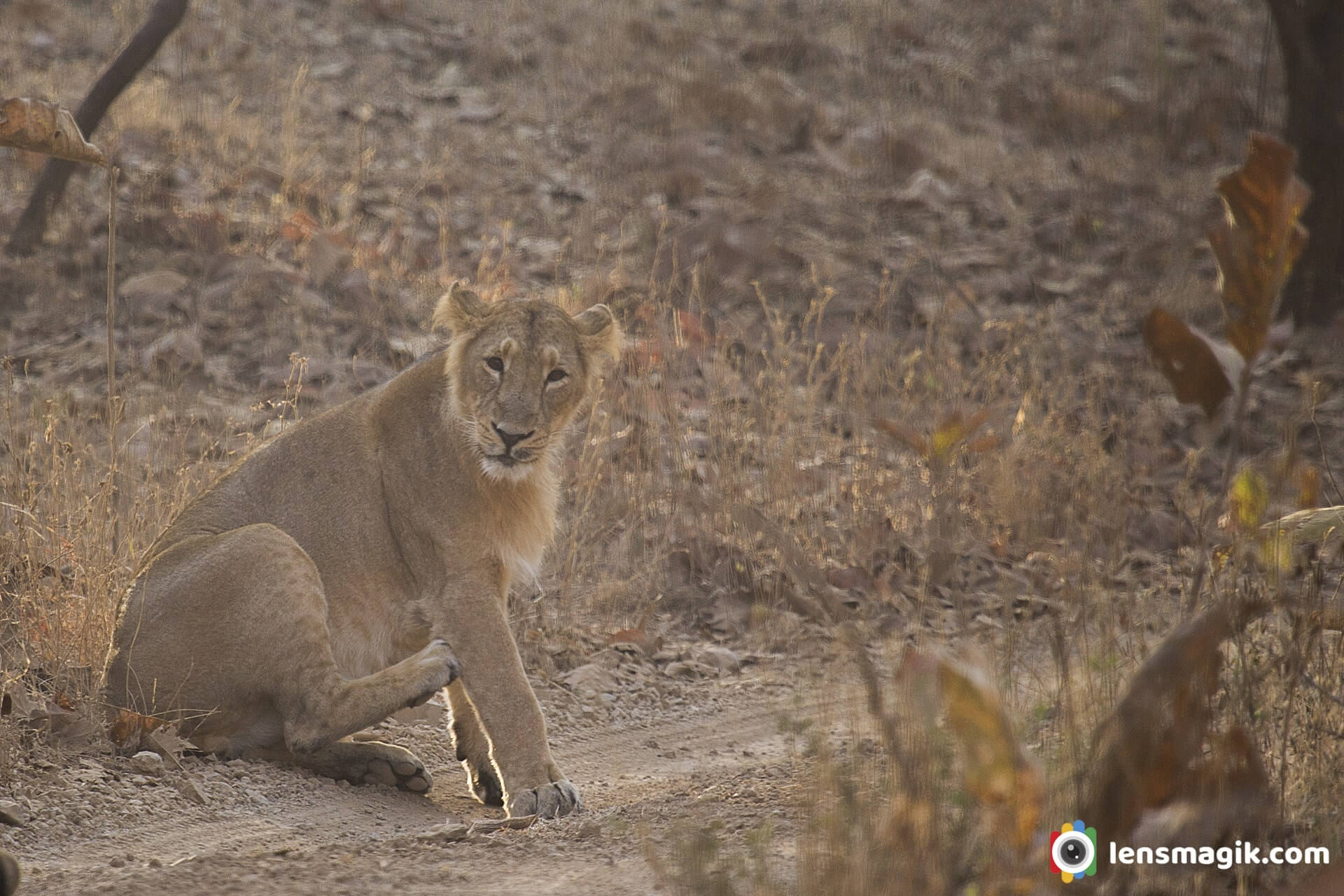 Pride of Lions Gir national Park