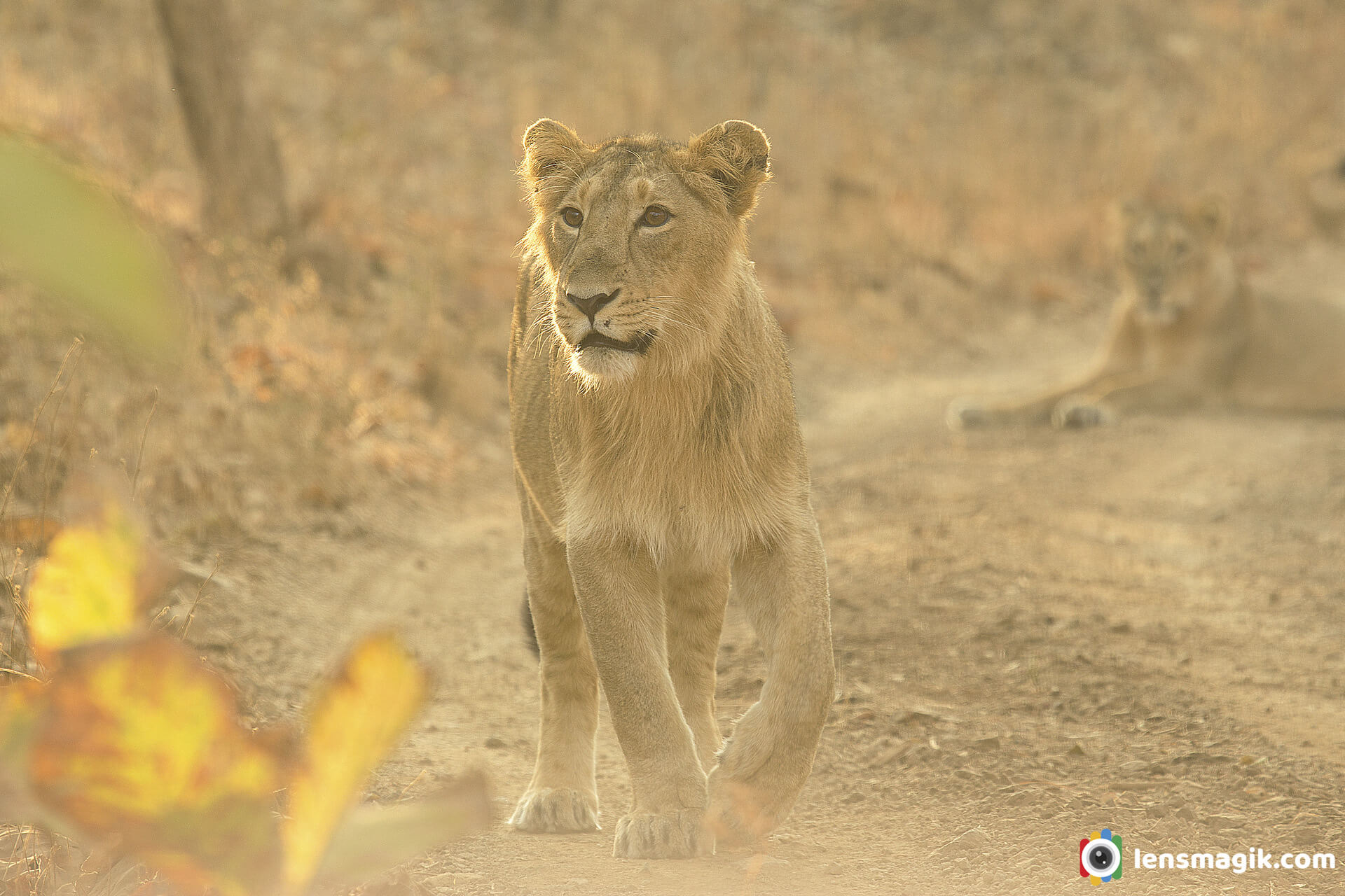 Gir Forest Lion