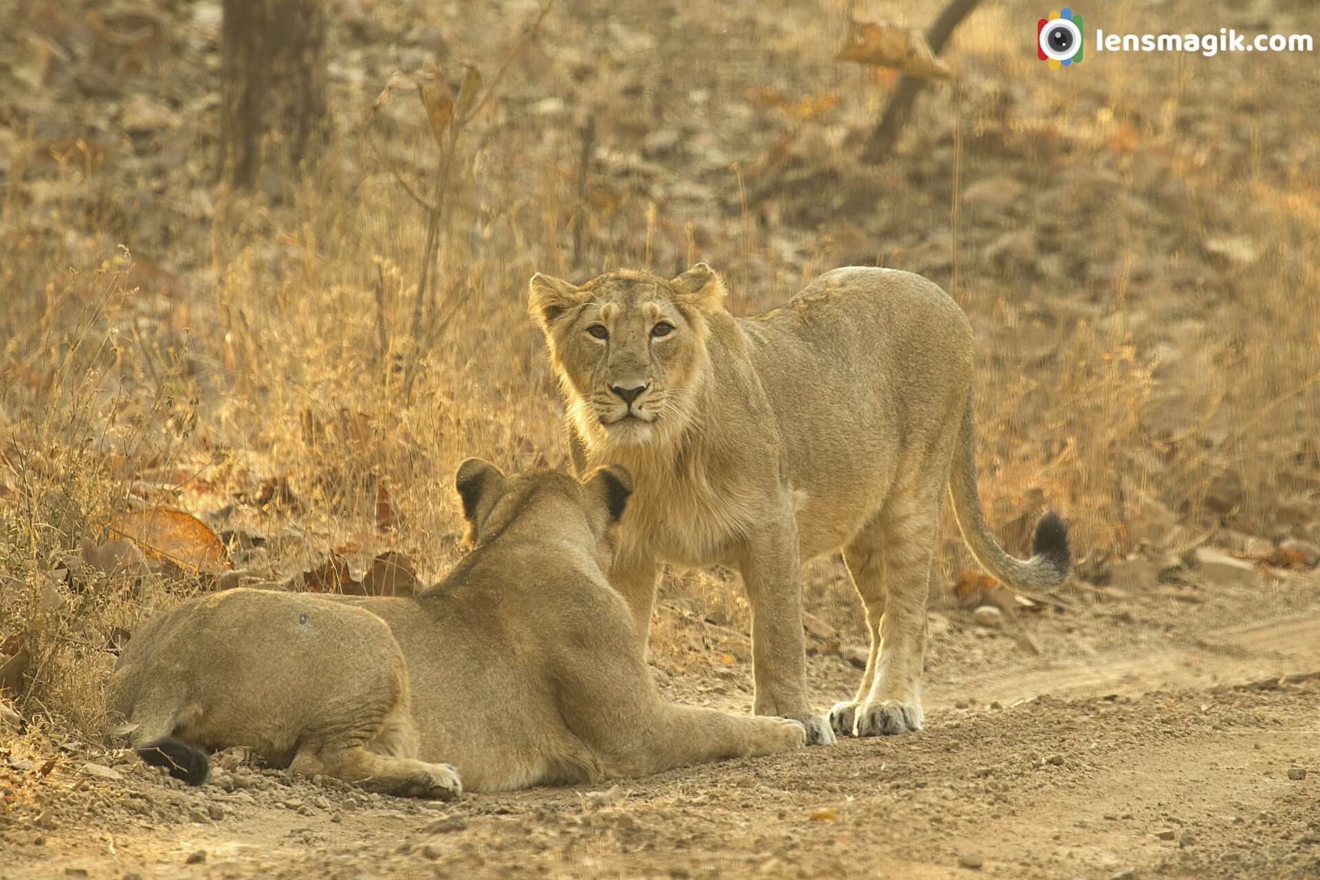 Gir Safari 