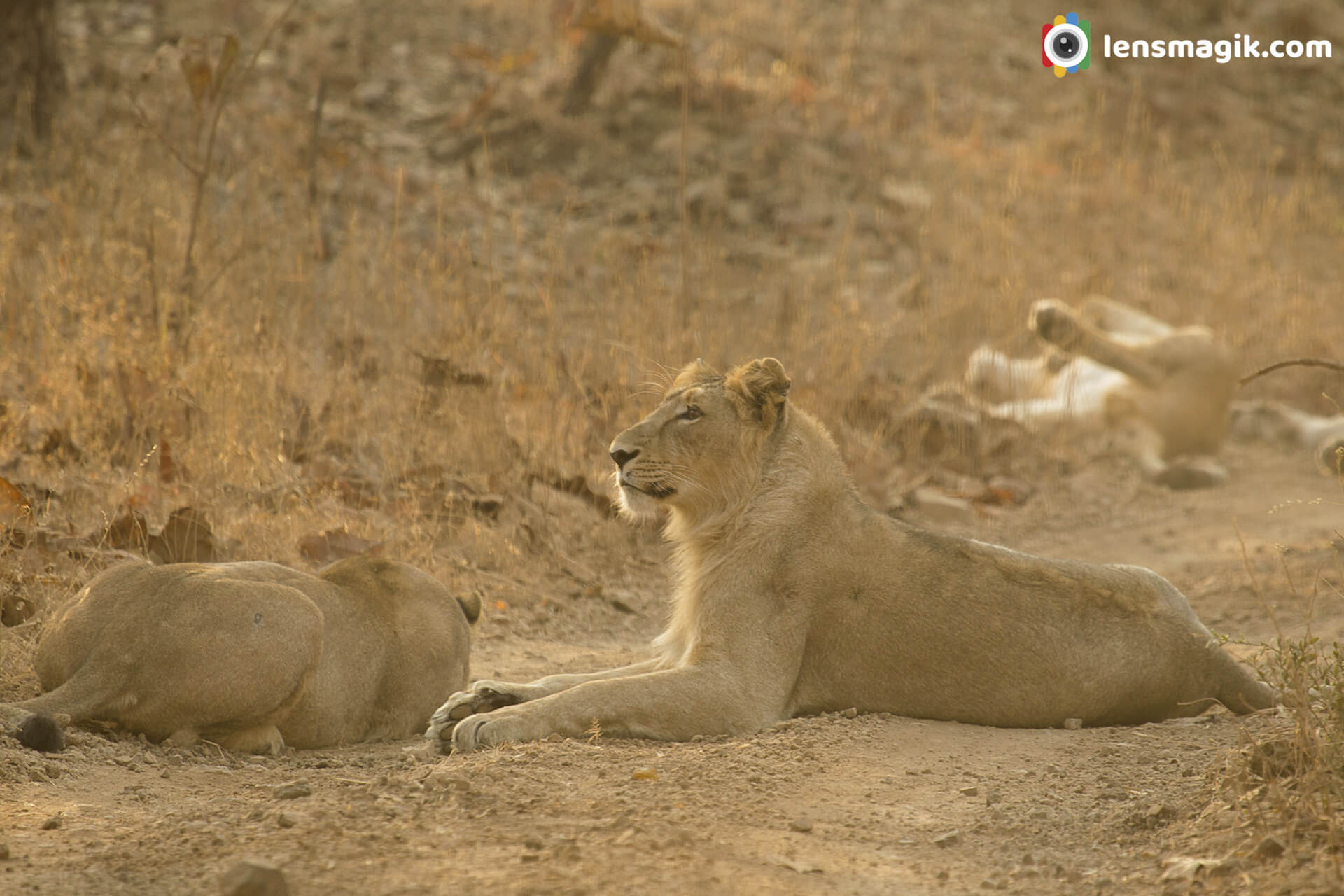 Big Cats India