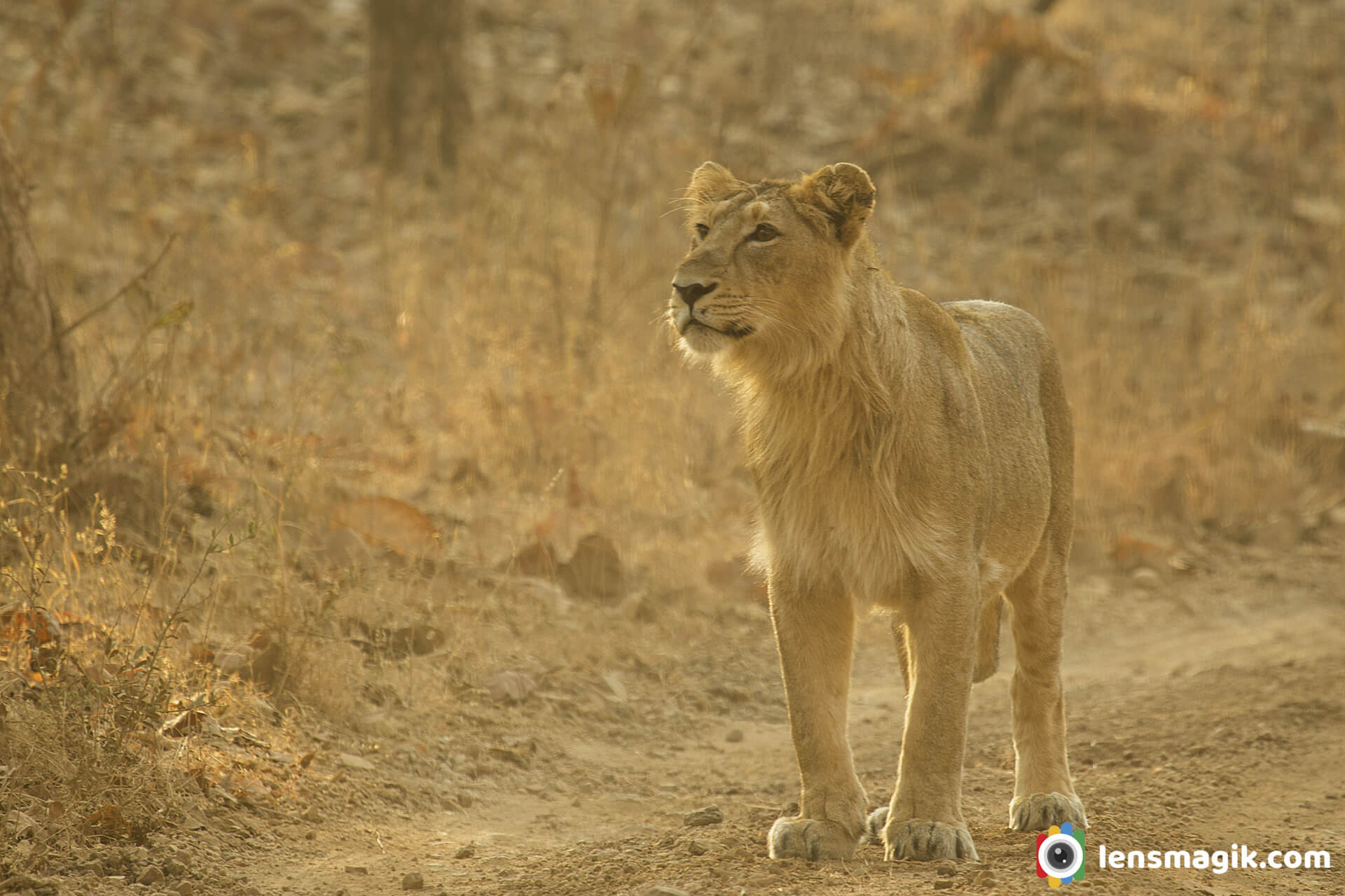The land of Lions in Gujarat