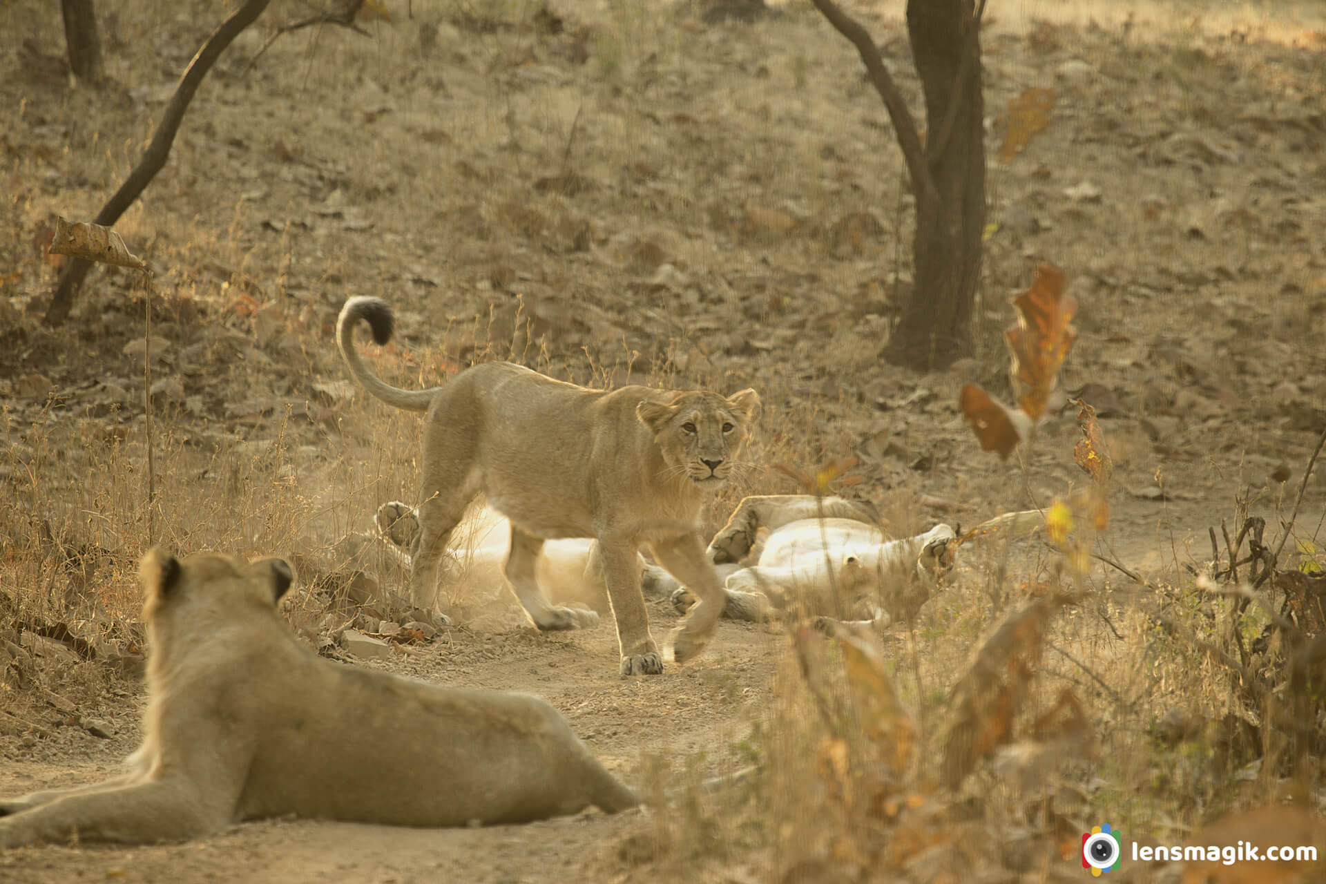 Asiatic Lions Facts