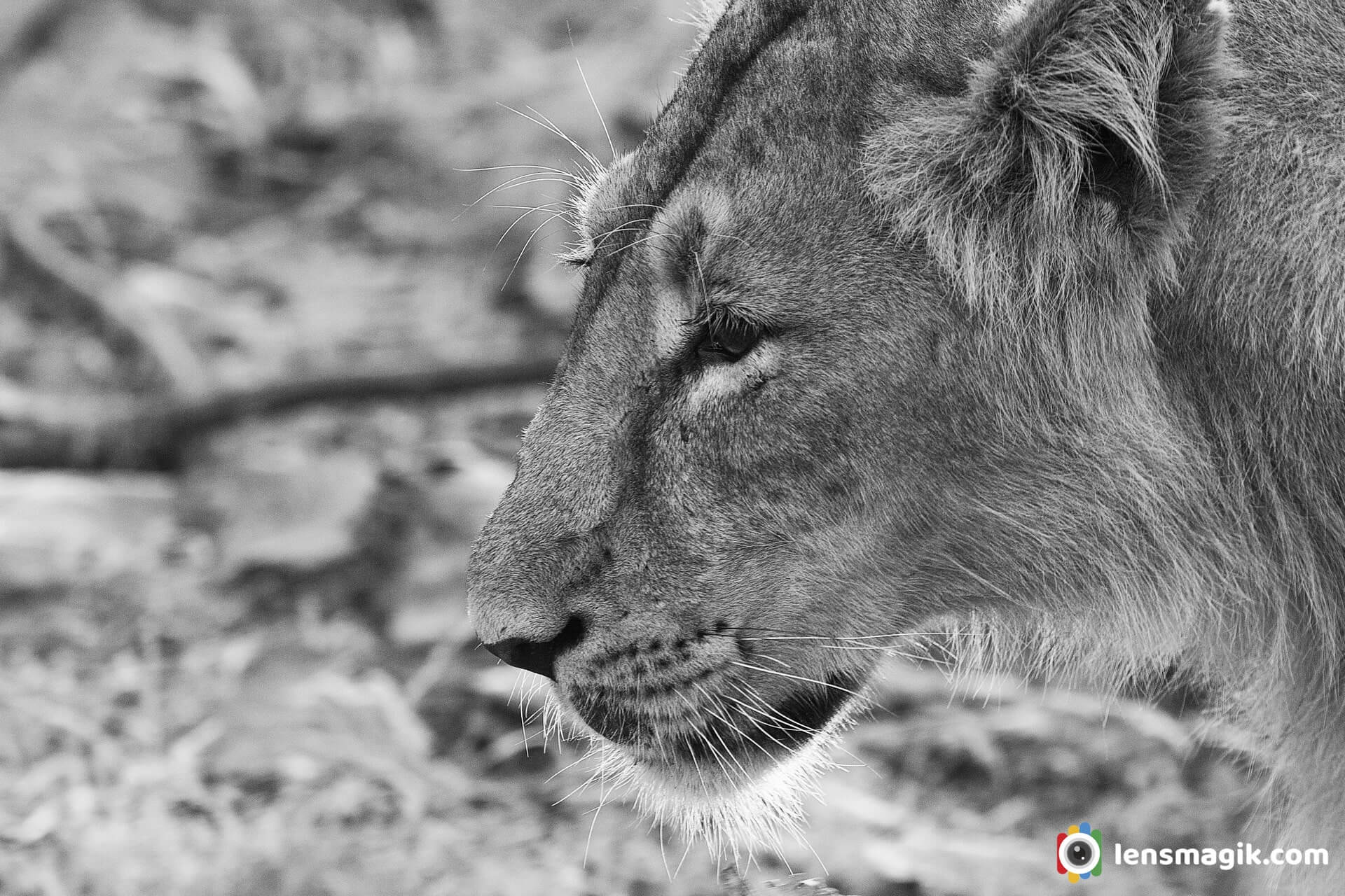 Asiatic Lion Black and White