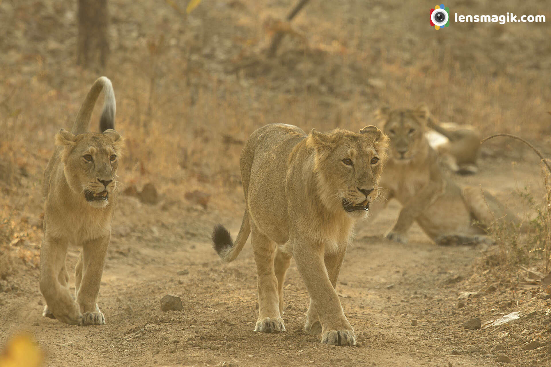 Lions of Gujarat