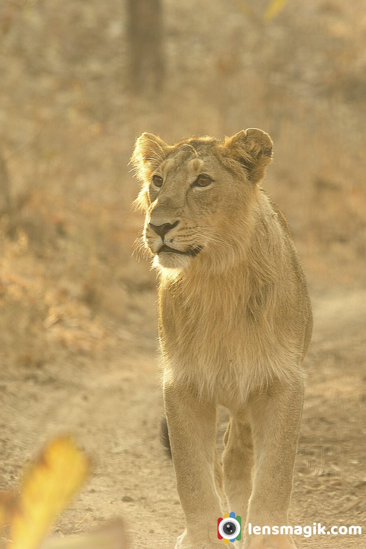 Wildlife Gujarat Asiatic Lions