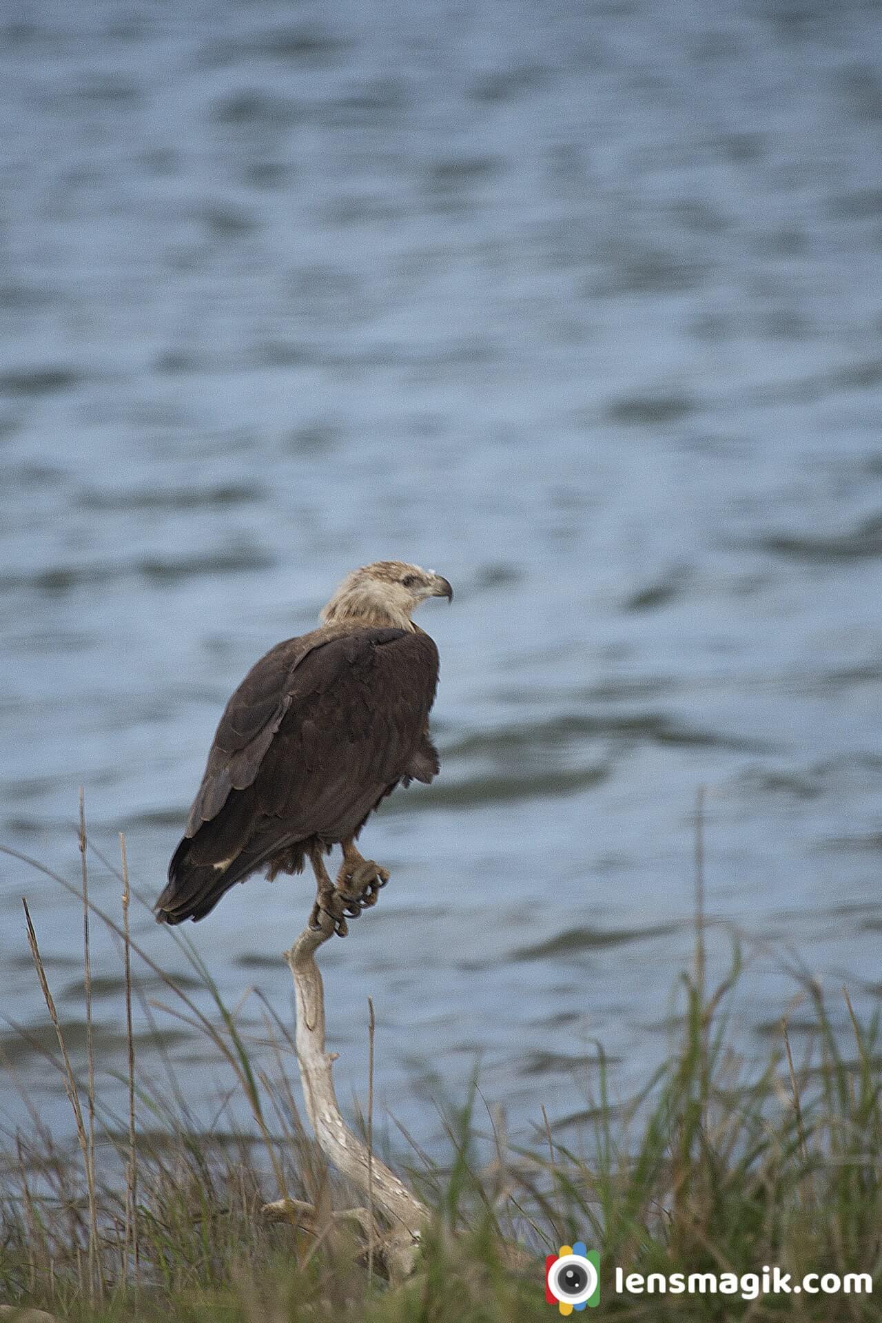 Endangered Eagles