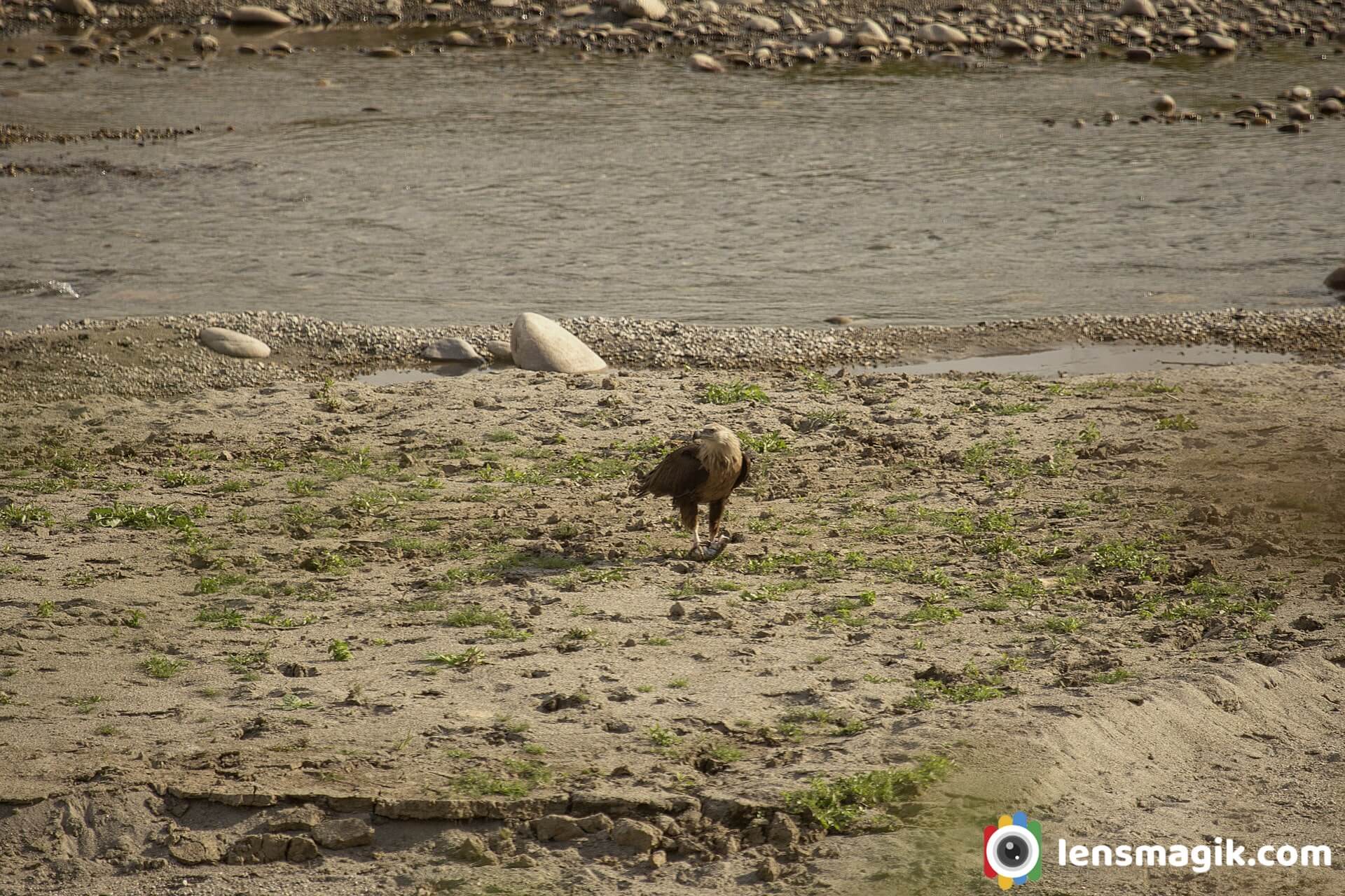 Fish Eagle India