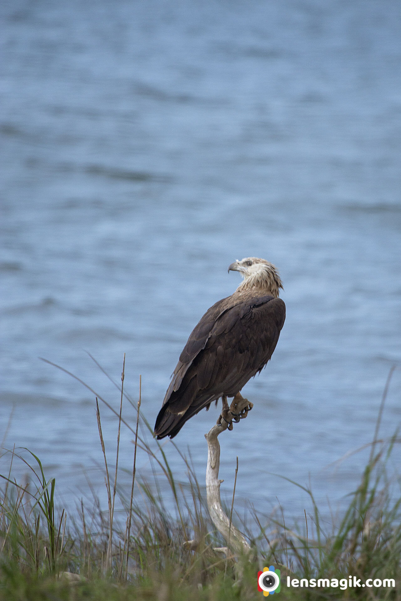 Eagles found In India