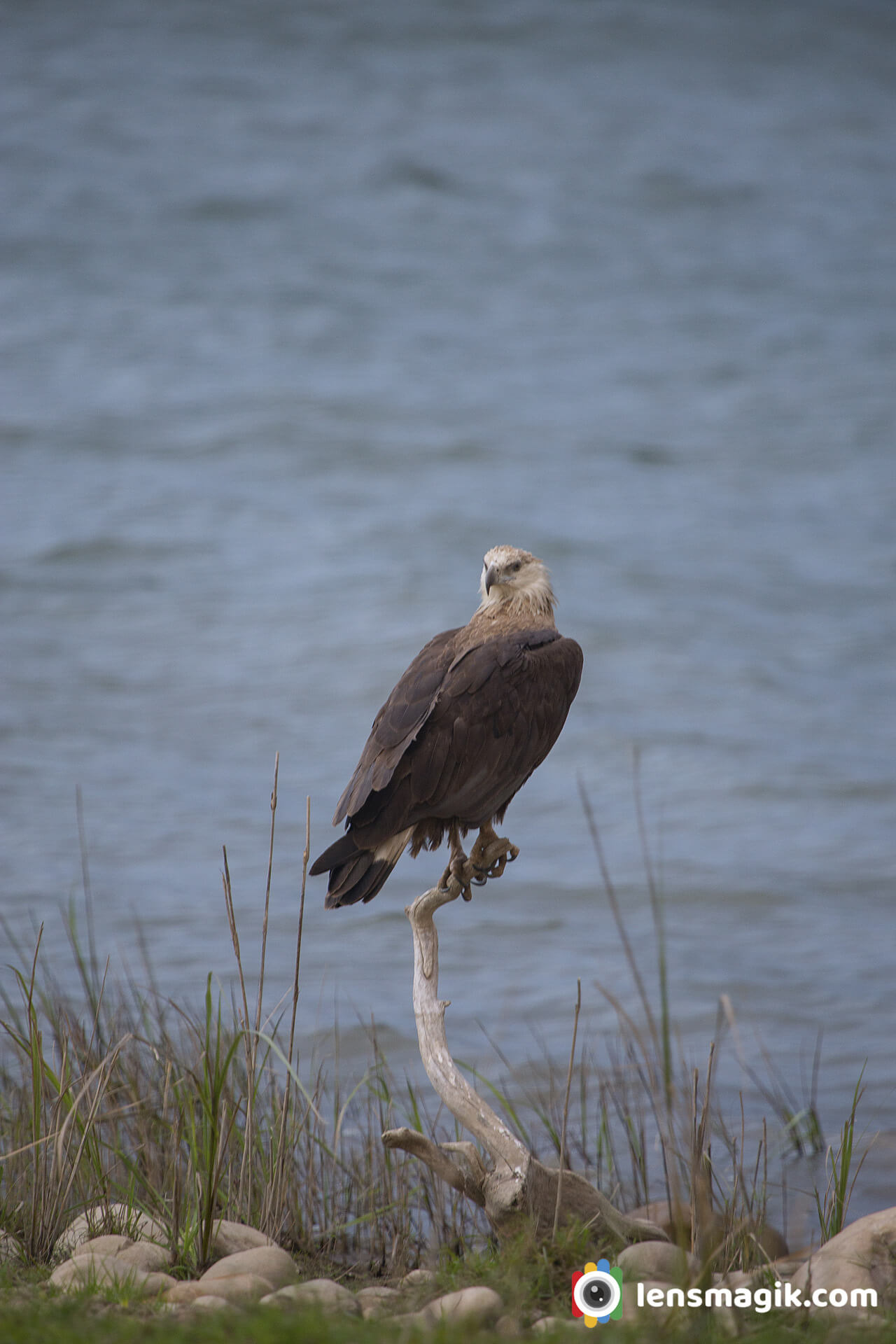 Birds of Prey Fish Eagle