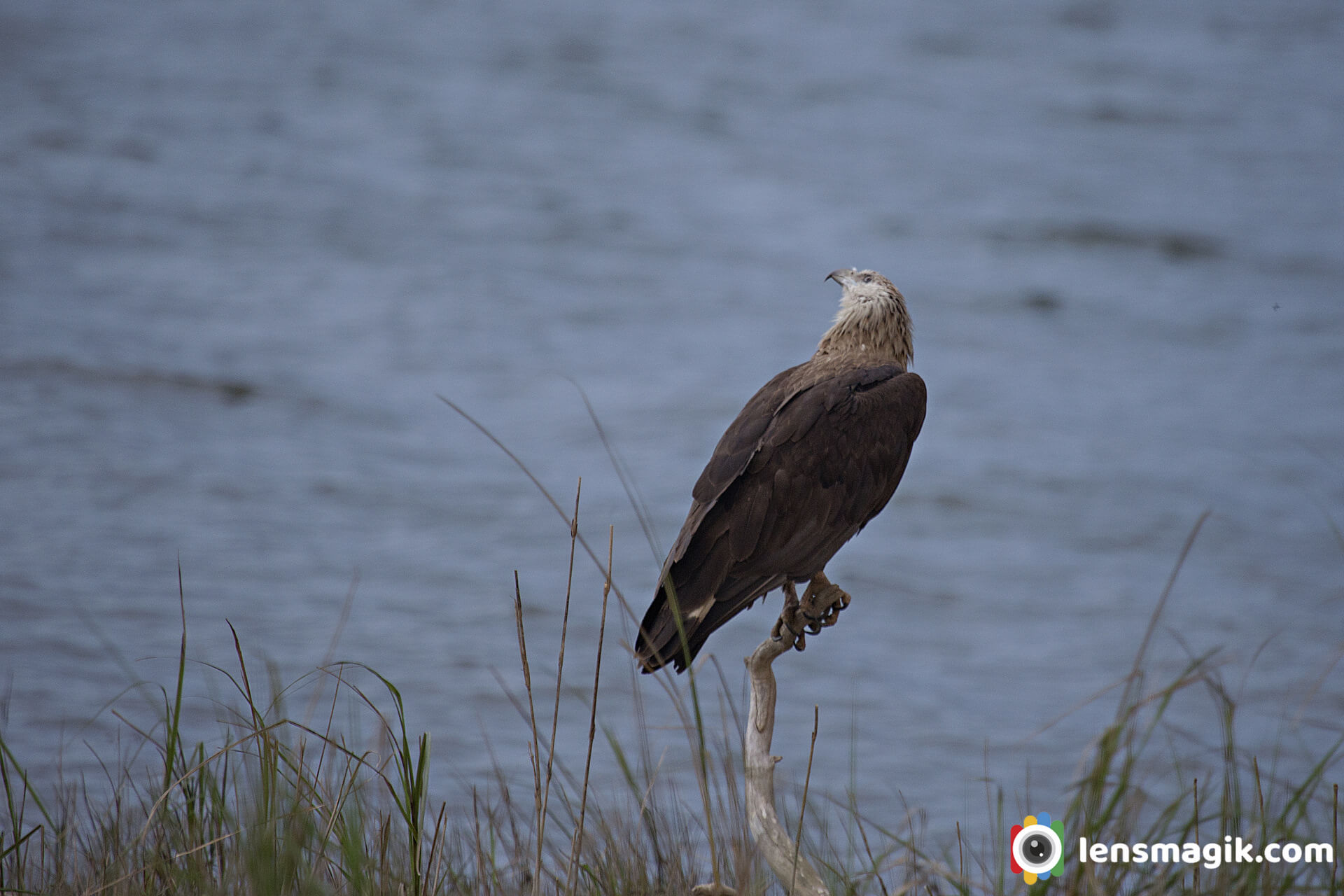 Pallas's Fish Eagle Corbett Park