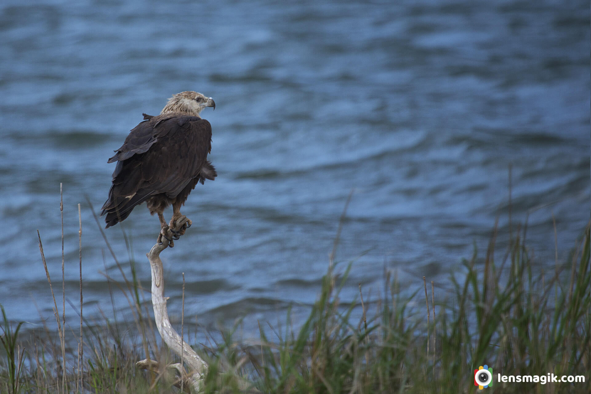 00002_Pallas's Fish Eagle