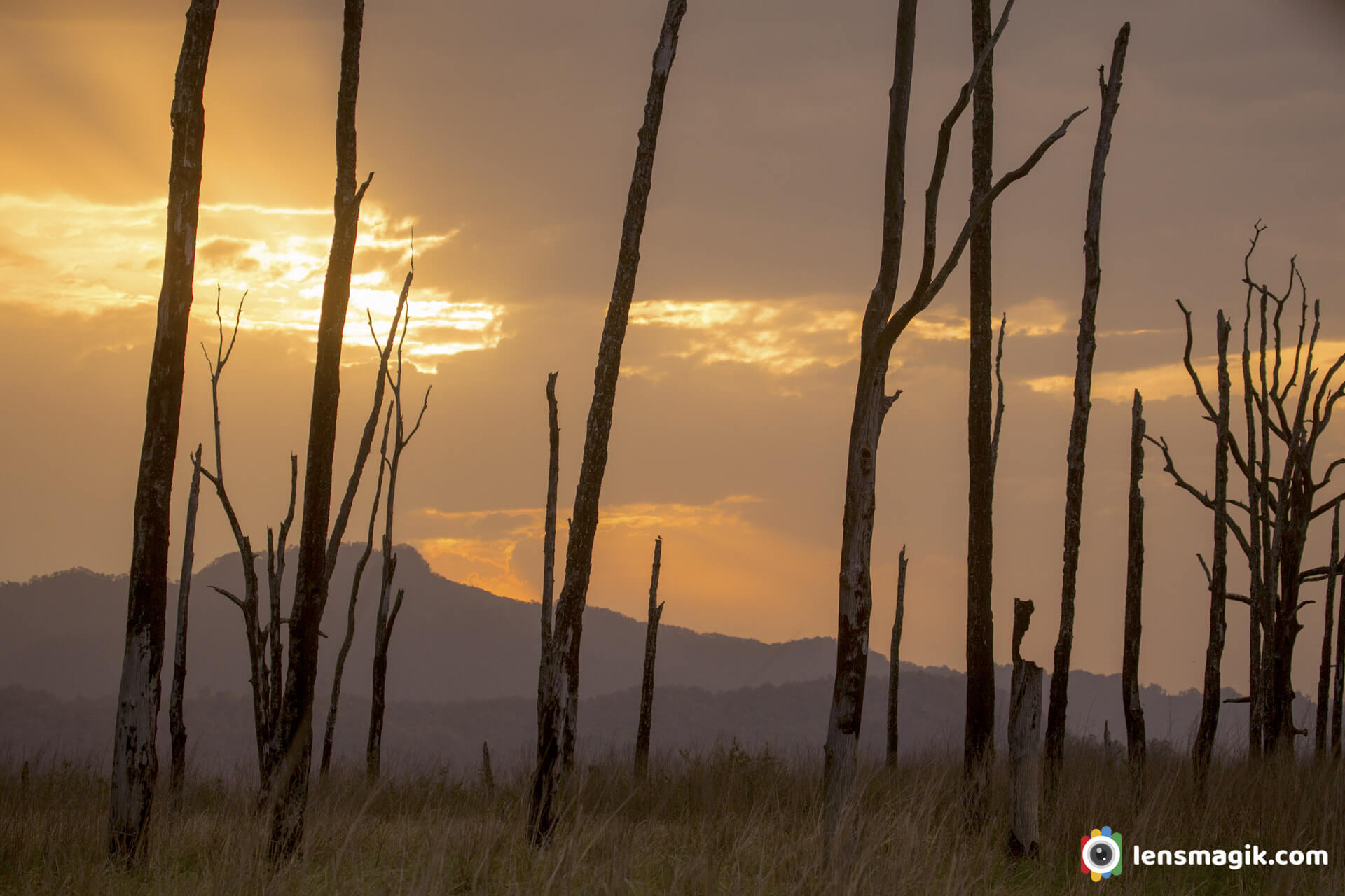 Golden Light Landscape Corbett