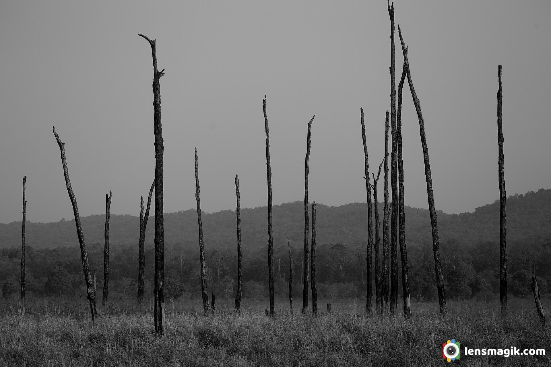 Corbett Park Black And White Landscape